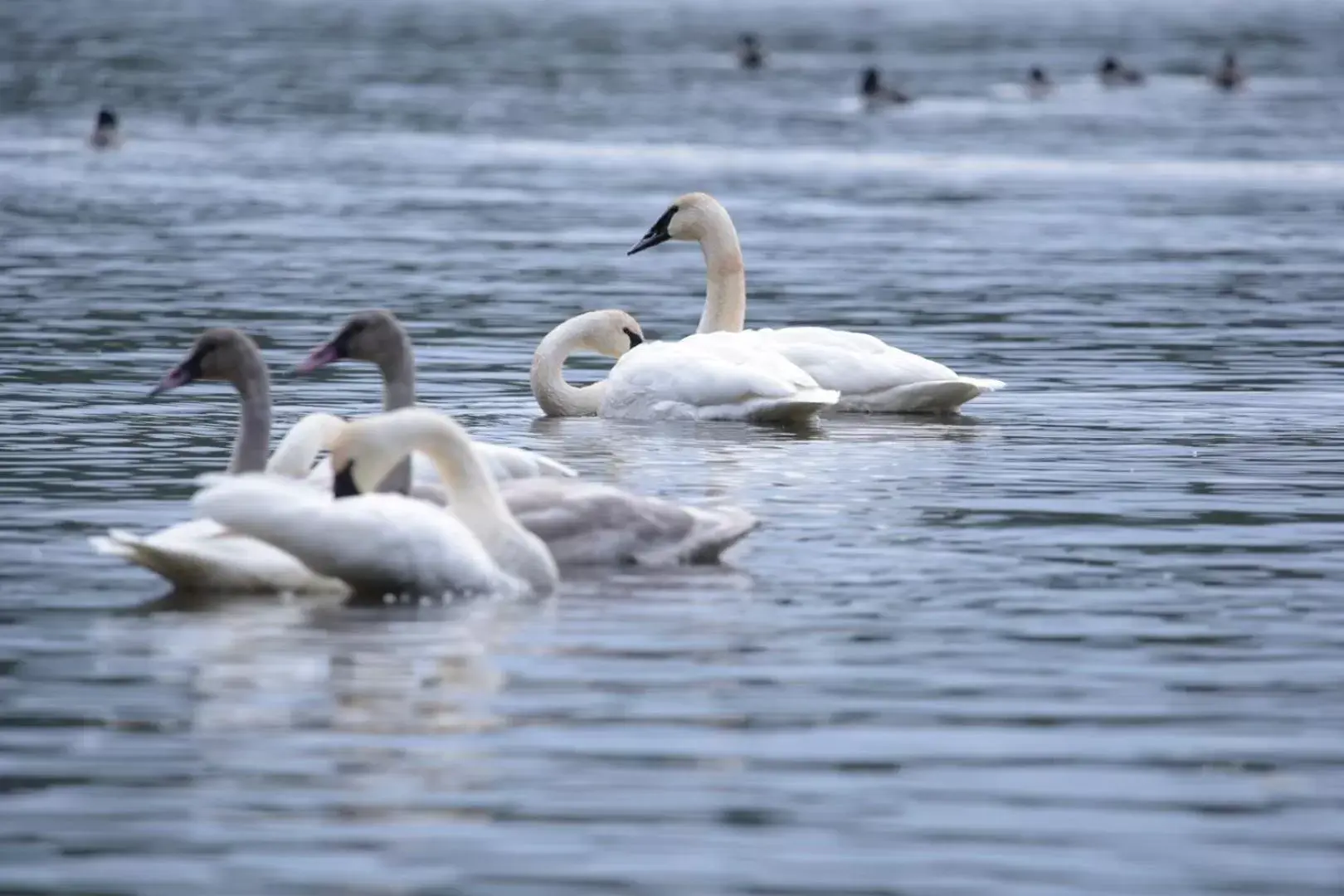 Nearby landmark, Other Animals in Otter's Pond Bed and Breakfast