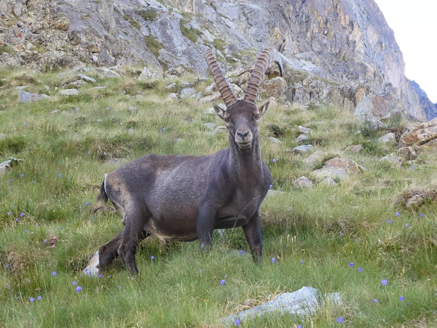 Other Animals in La Cà ët Mec