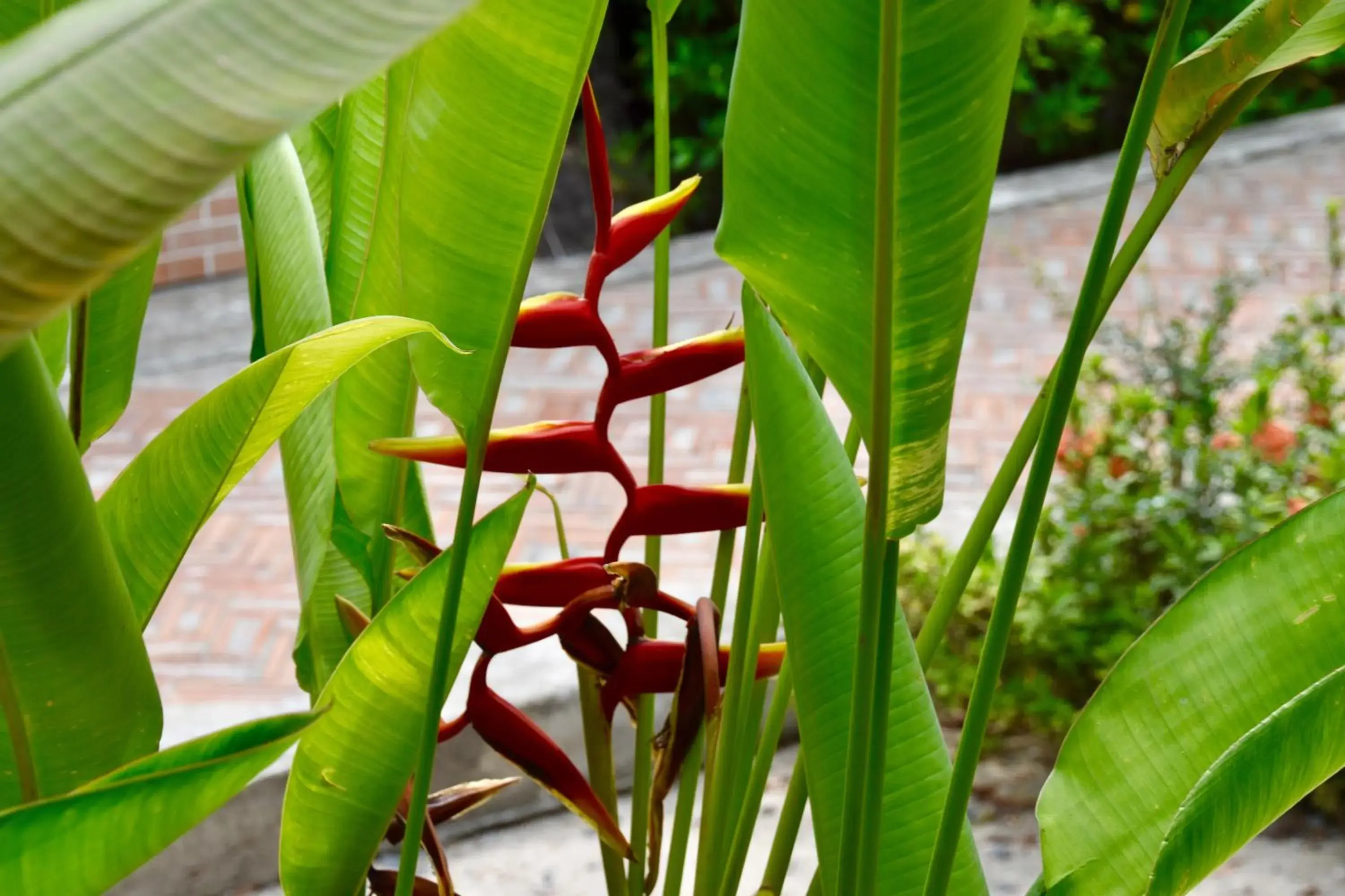 Garden in Magic Resort