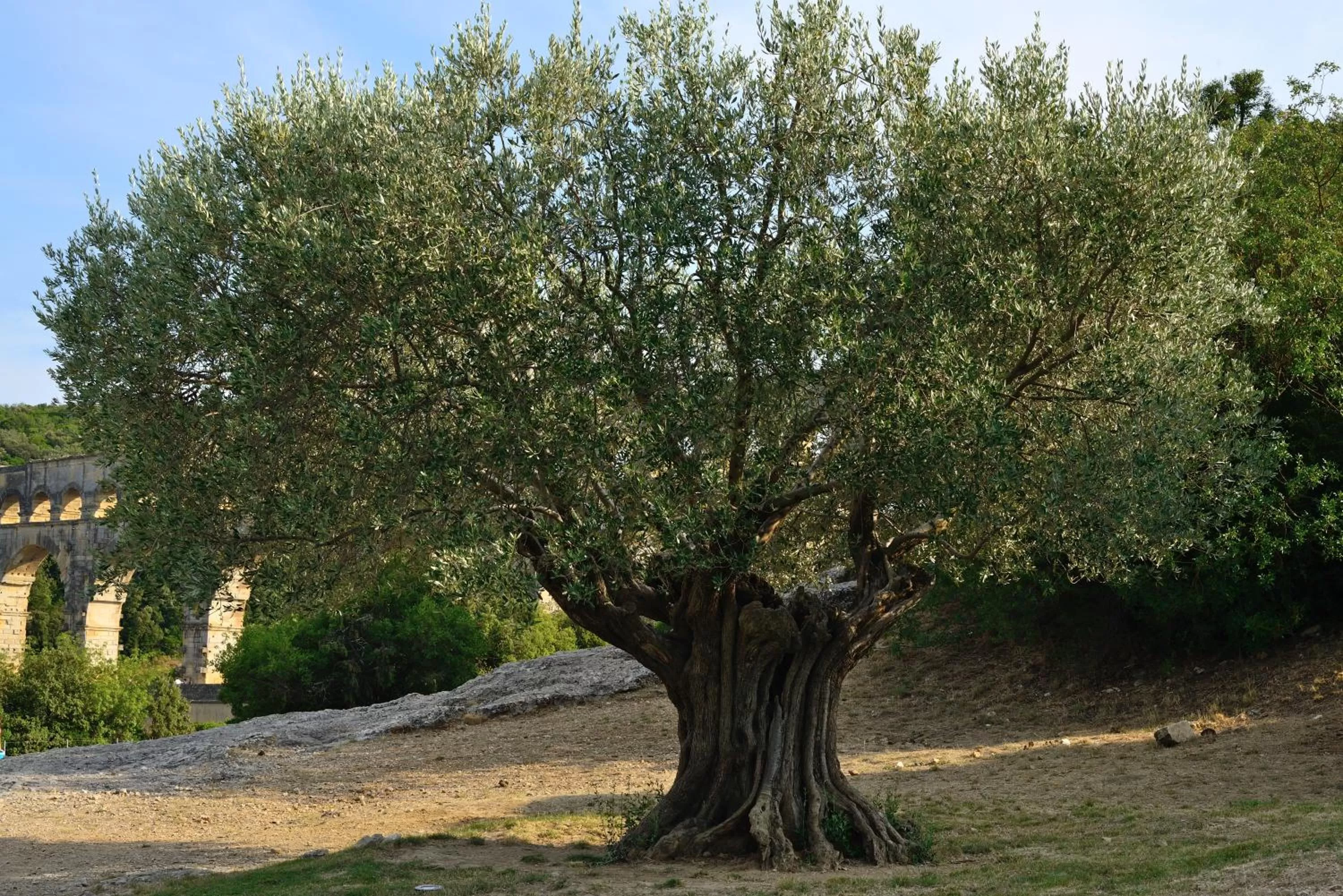 Natural landscape in Ibis Budget Bollene