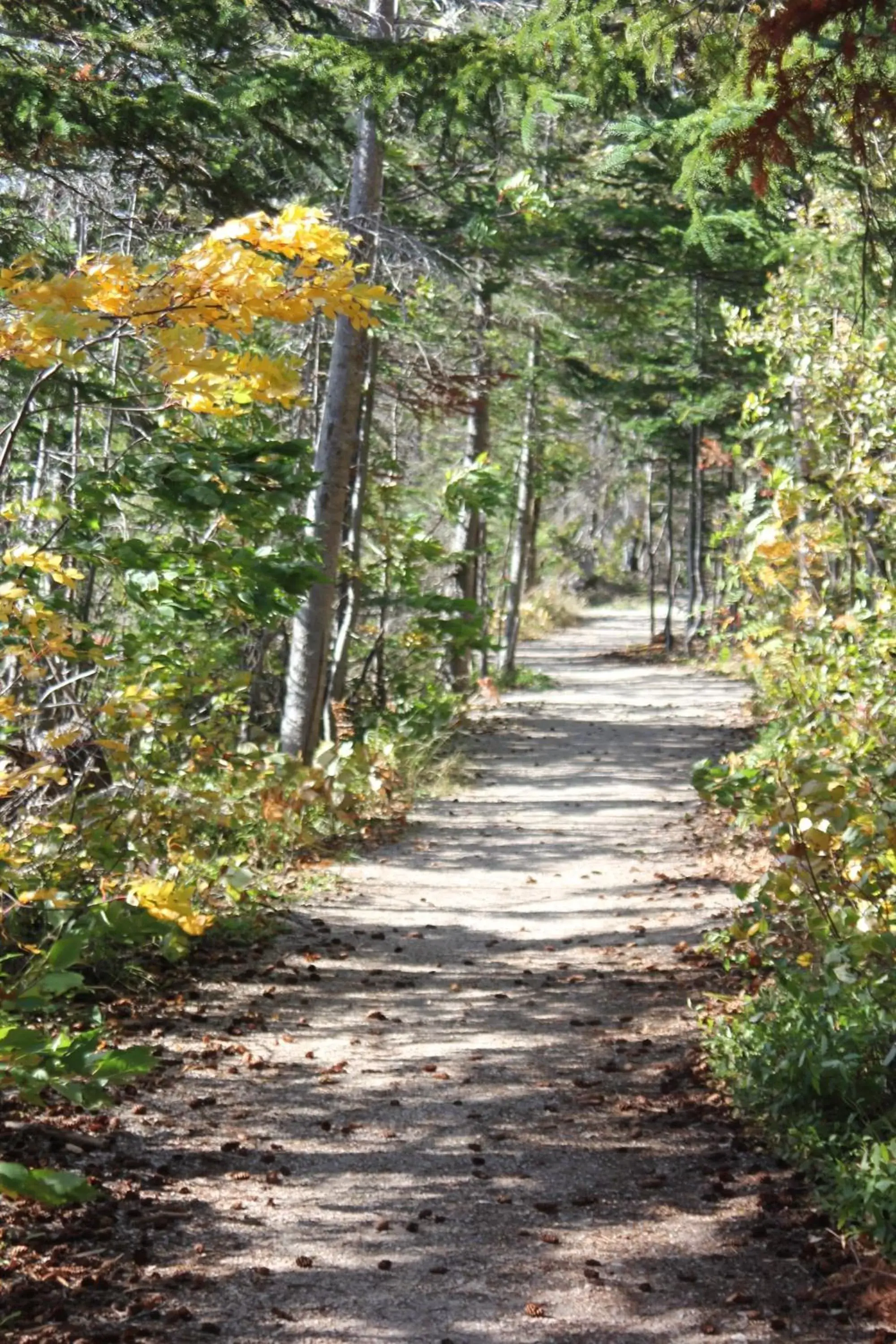 Area and facilities, Natural Landscape in Holiday Inn Express Deer Lake, an IHG Hotel