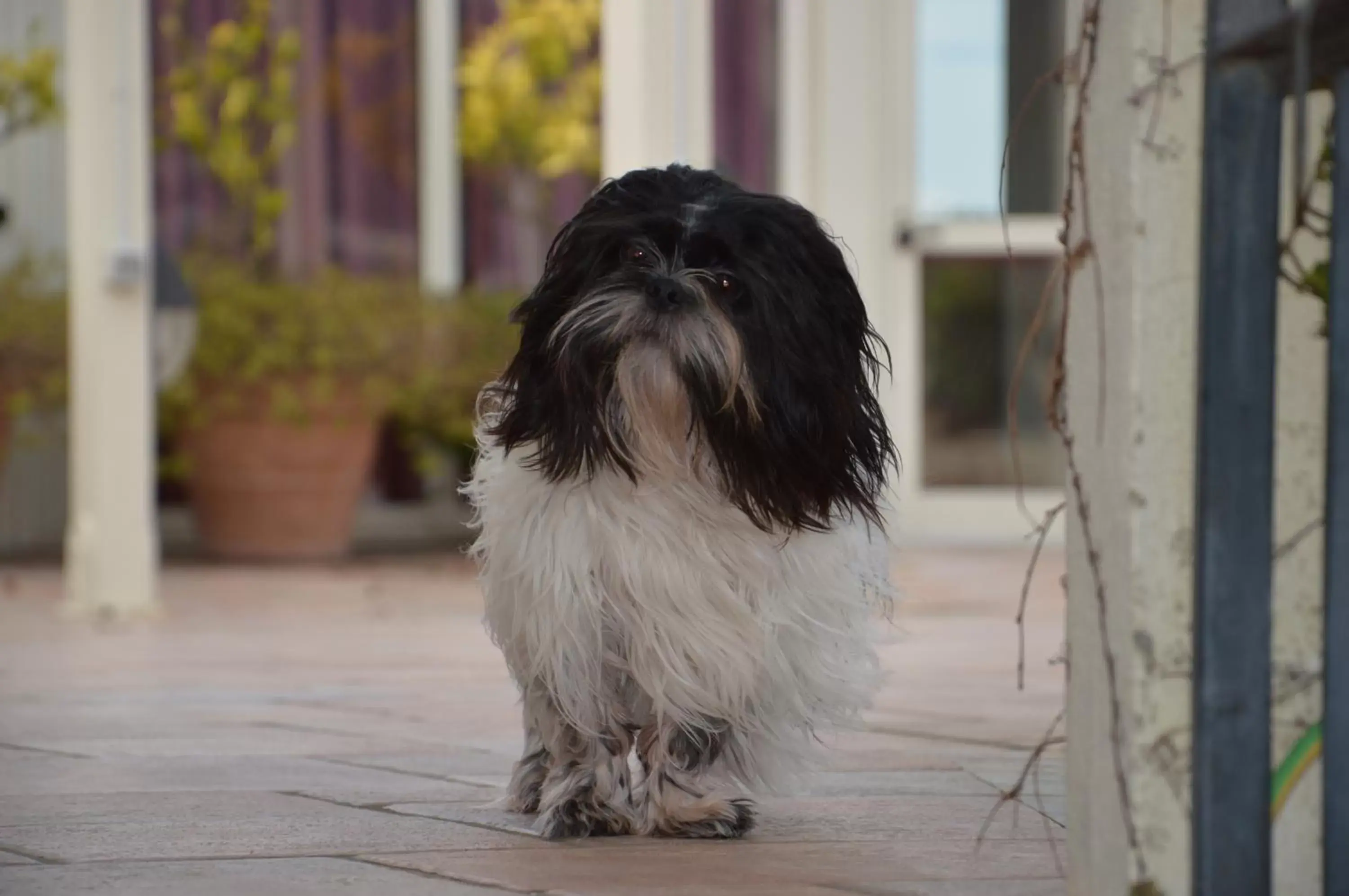 Other, Pets in Hotel Cristina