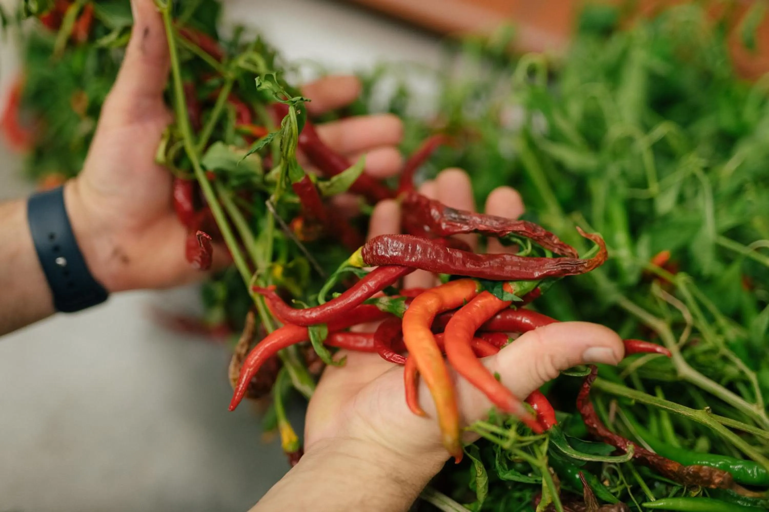 kitchen in Agrihotel Elisabetta