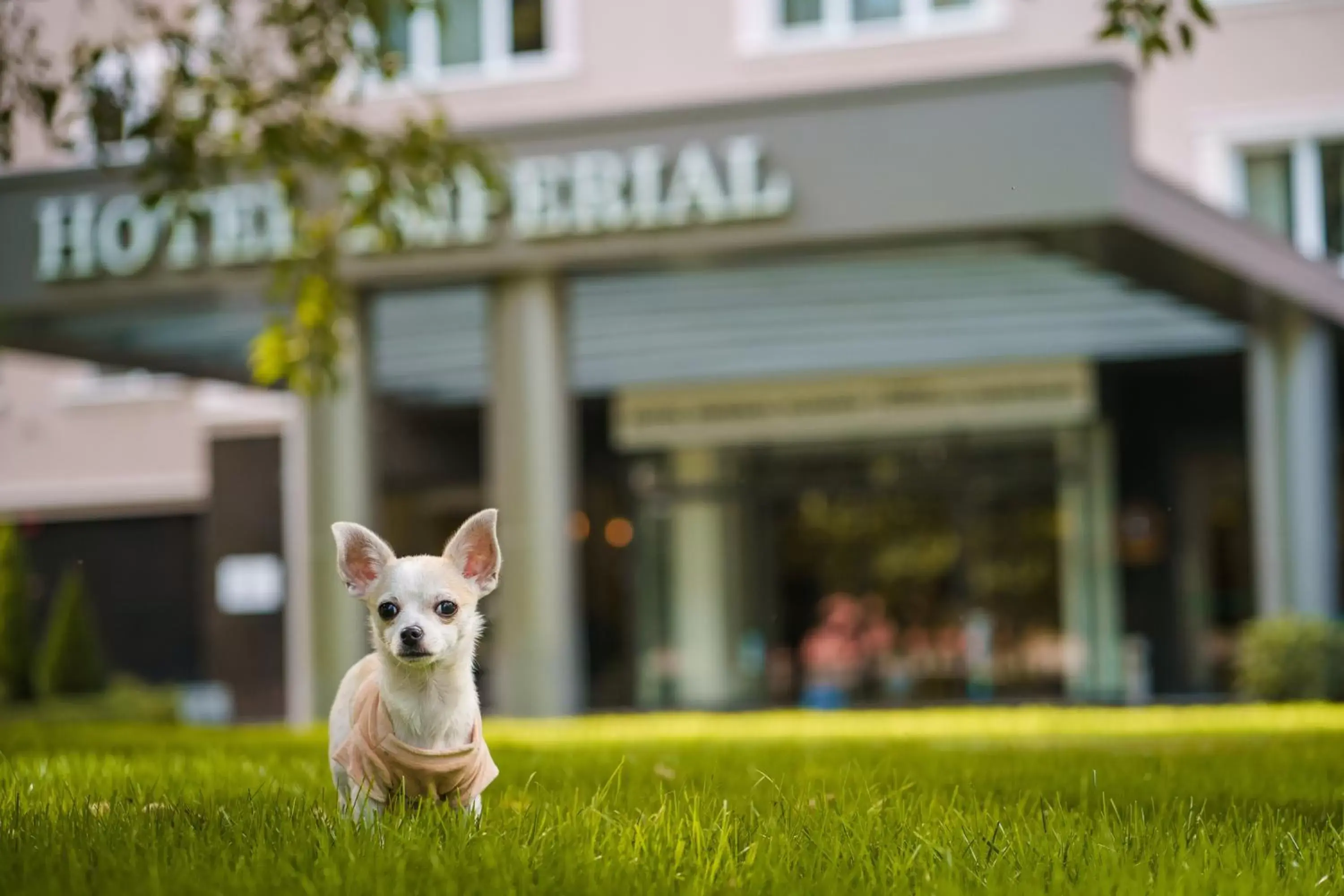 Pets in Hotel Imperial Plovdiv, a member of Radisson Individuals