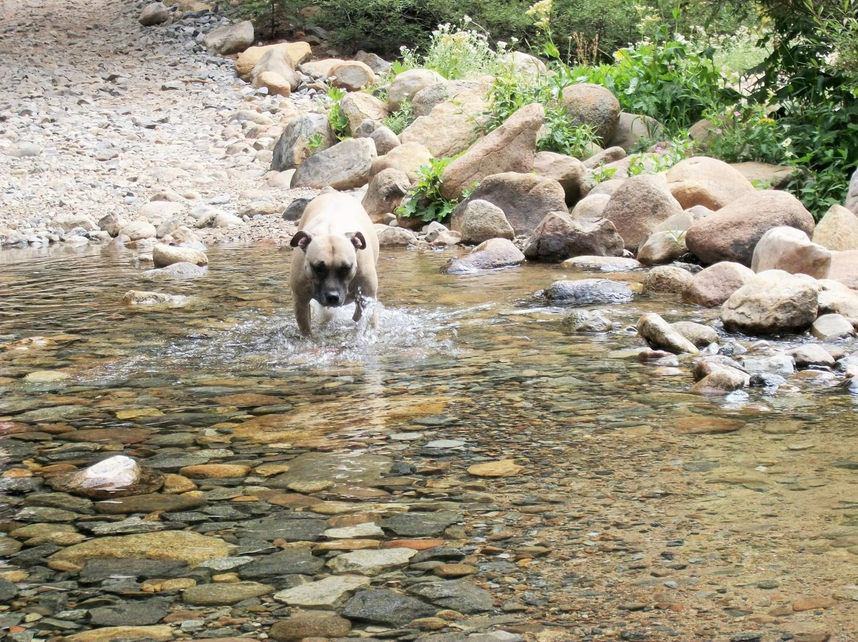 Pets in The Pines Resort & Conference Center