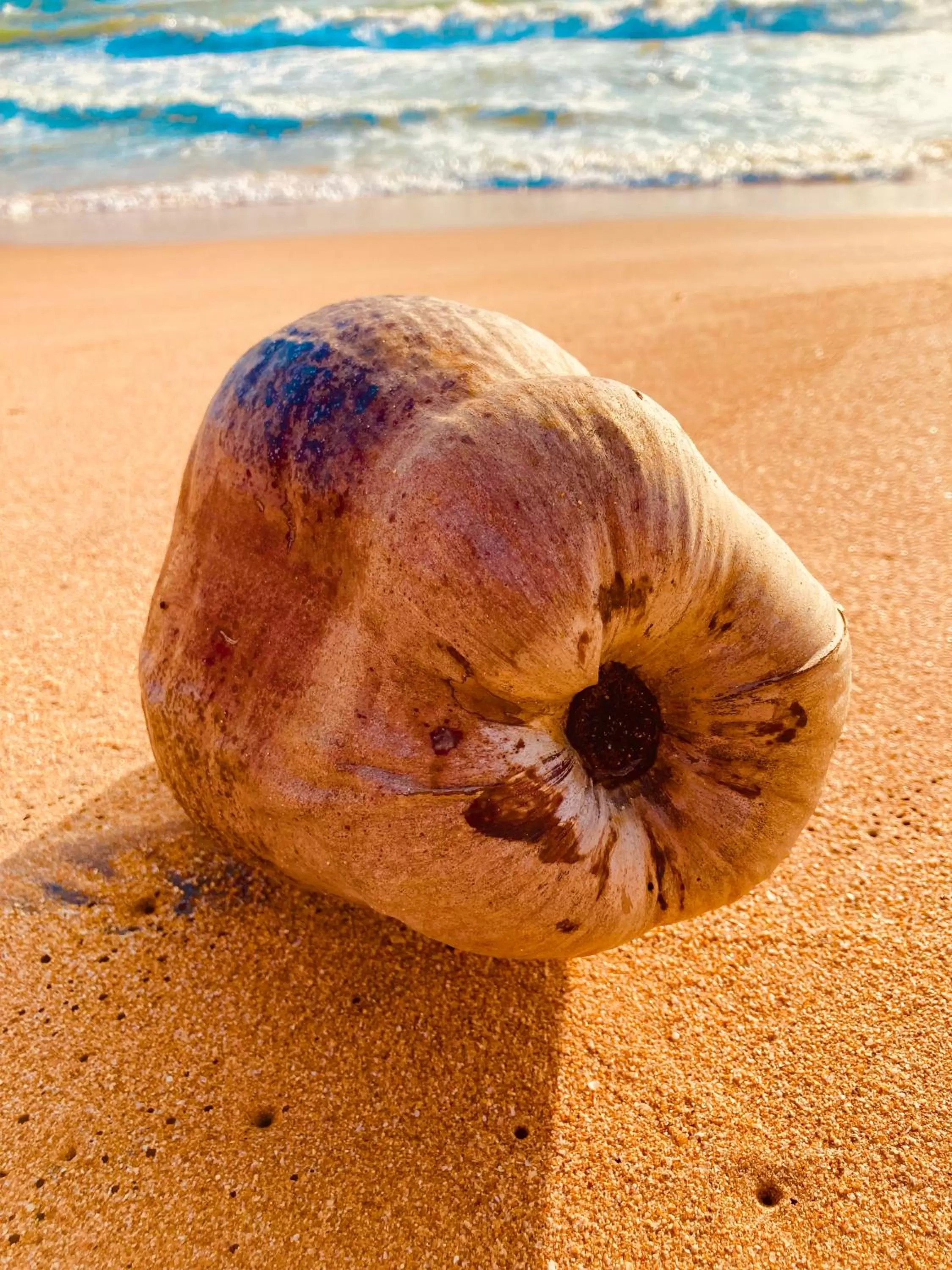 Other Animals in Manel Villa