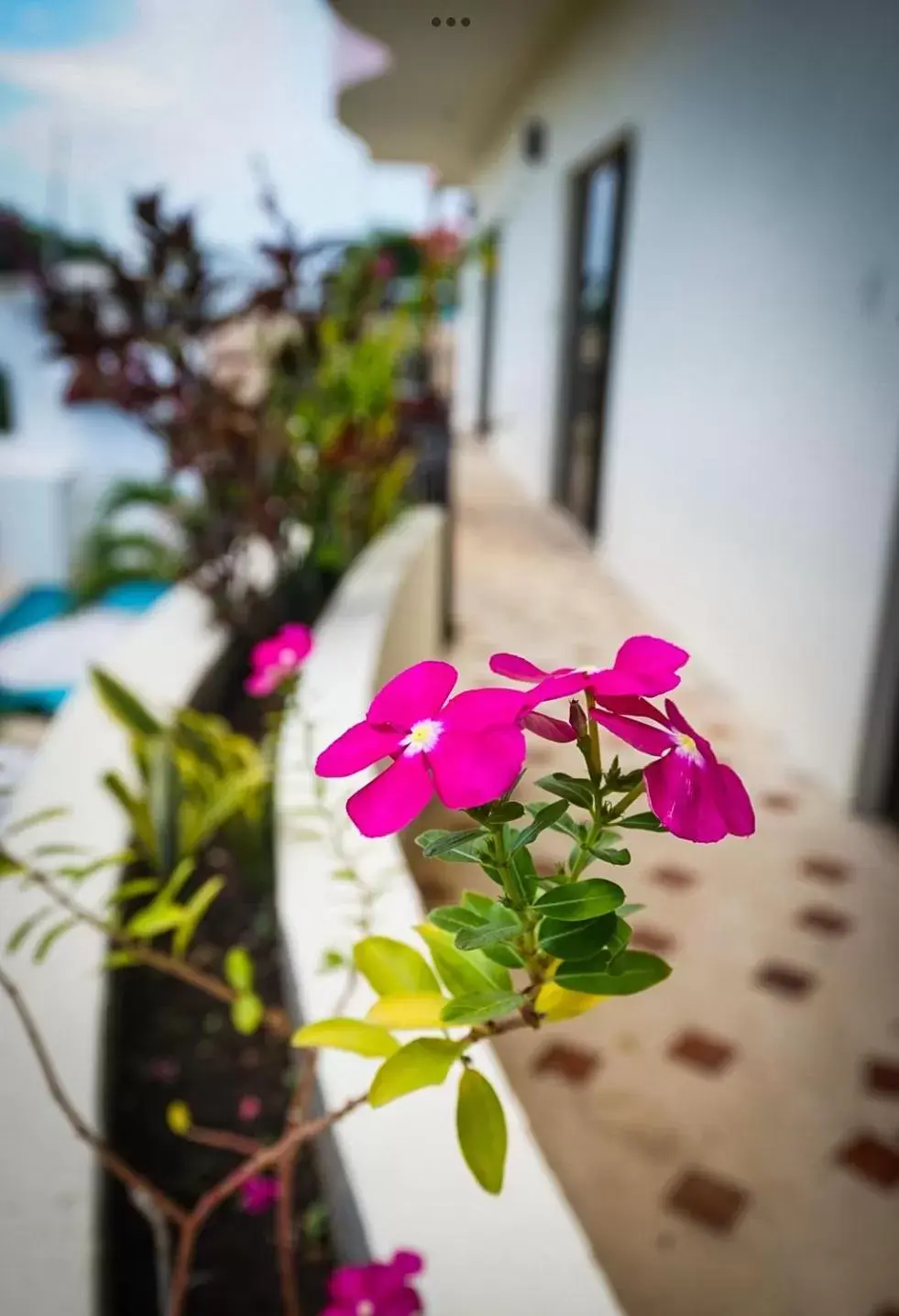 Decorative detail in hotel stella maris tulum