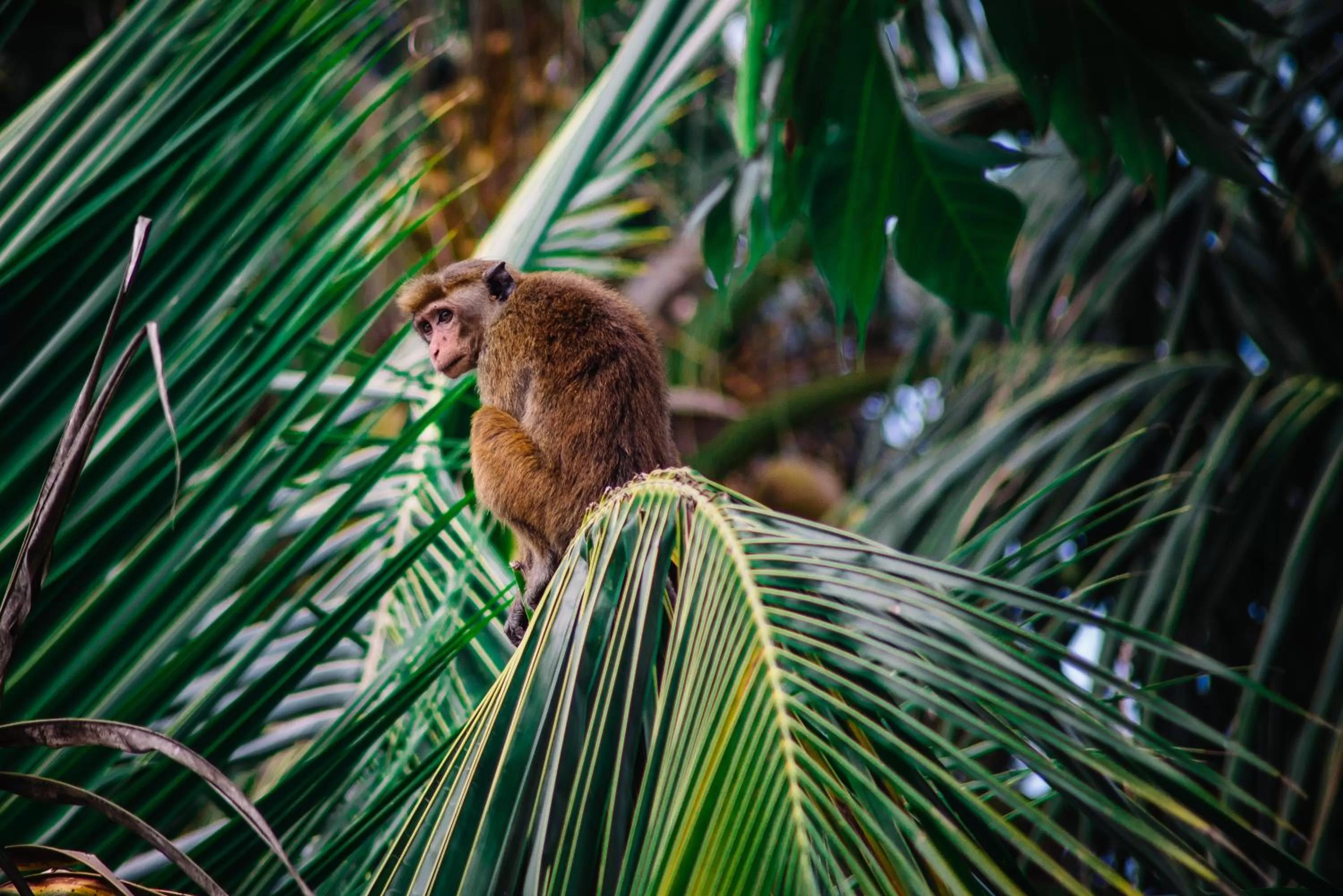 Balcony/Terrace in Kadolana Guest House