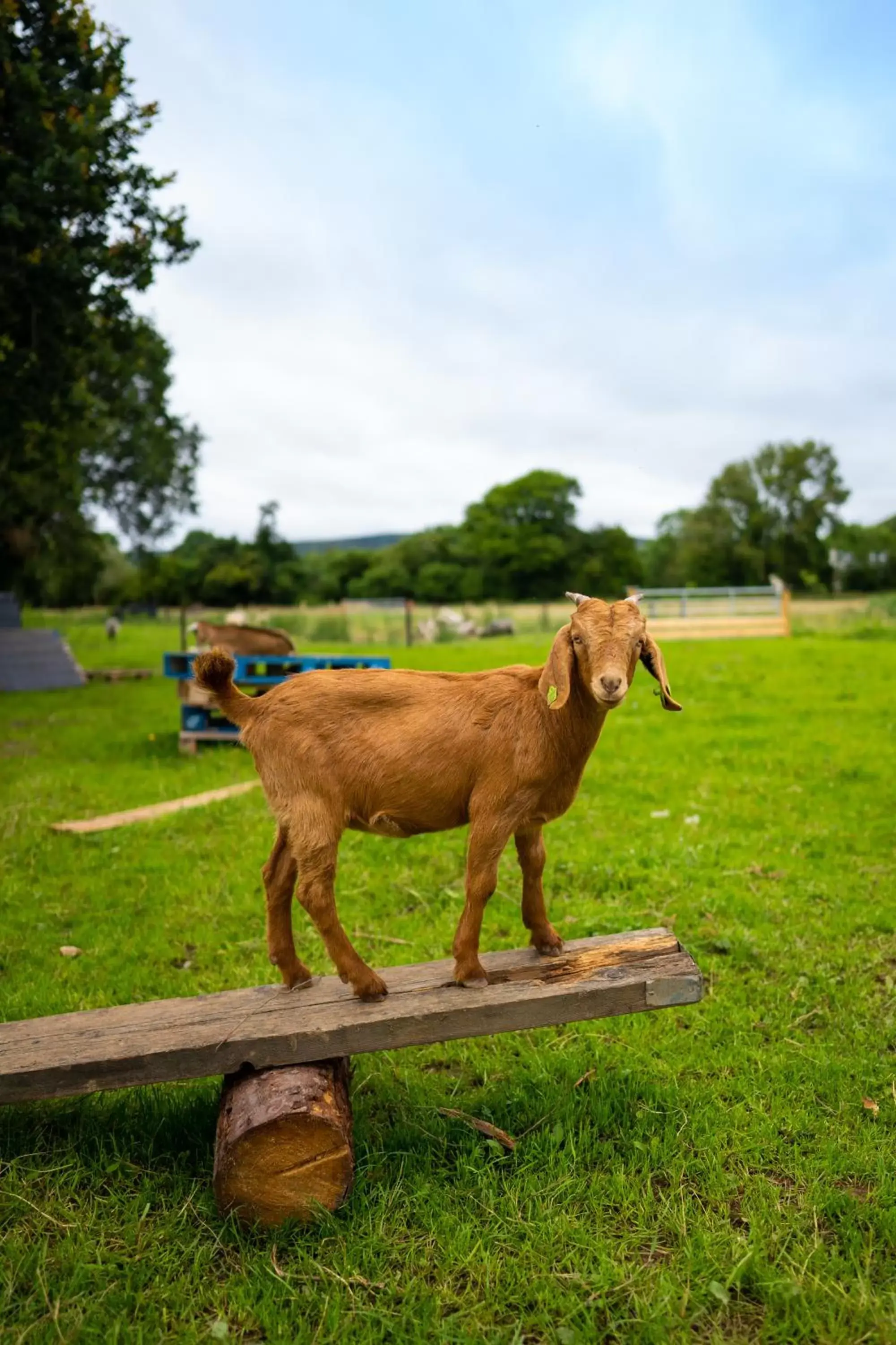 Property building, Other Animals in Radisson BLU Hotel and Spa, Limerick