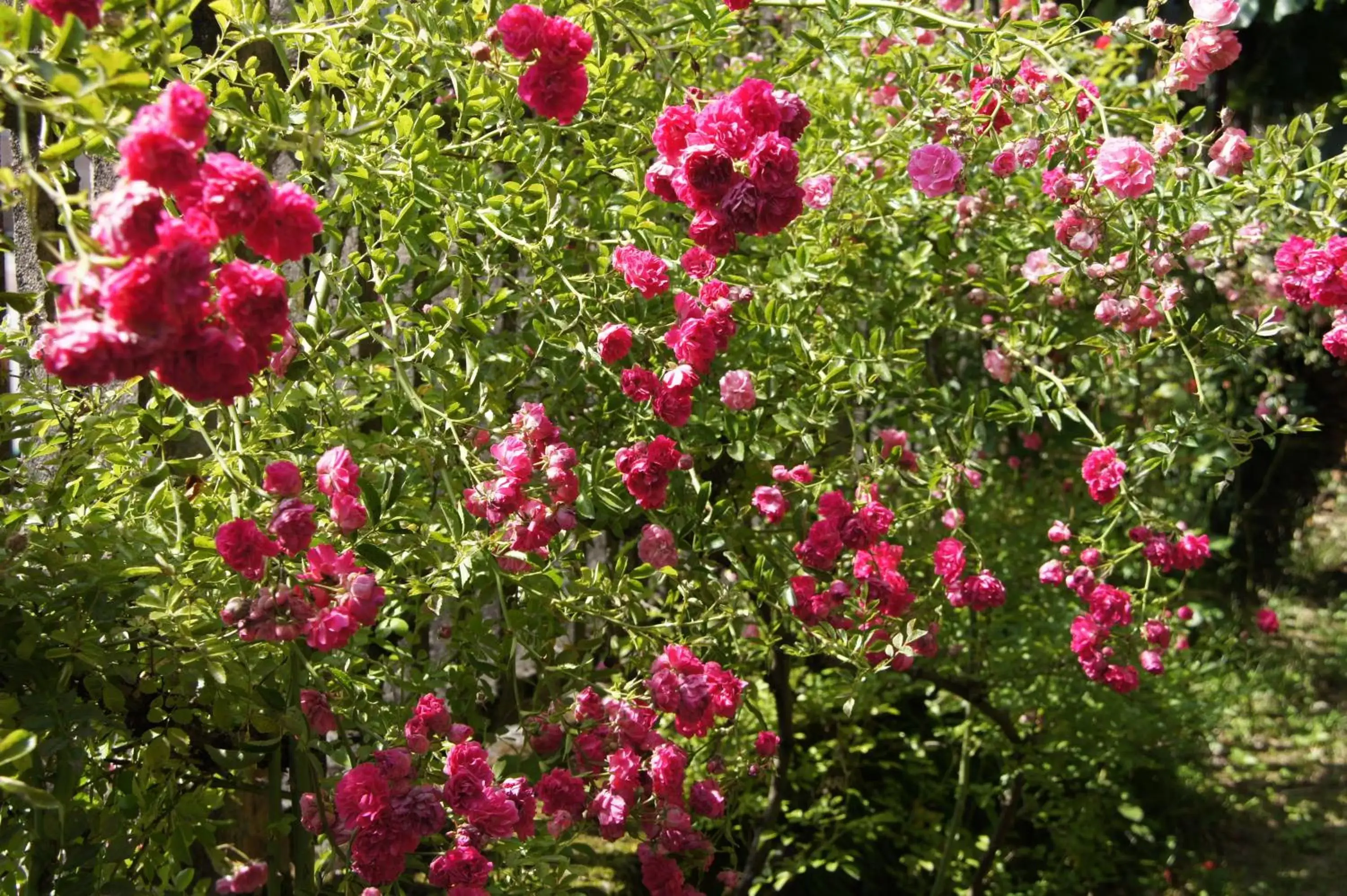 Garden in Le Clos de La Muse