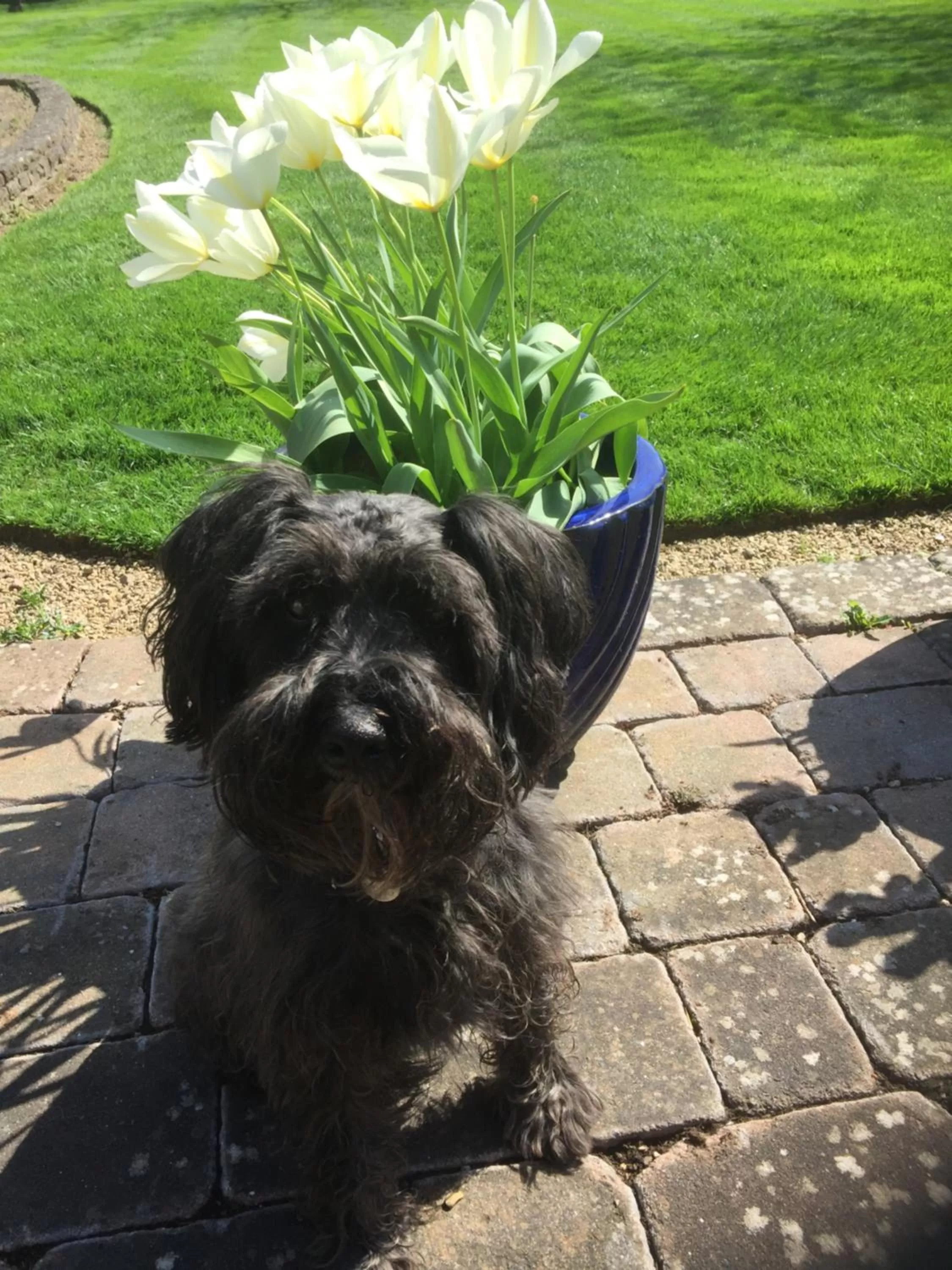 Garden in Orchard Side Bed and Breakfast