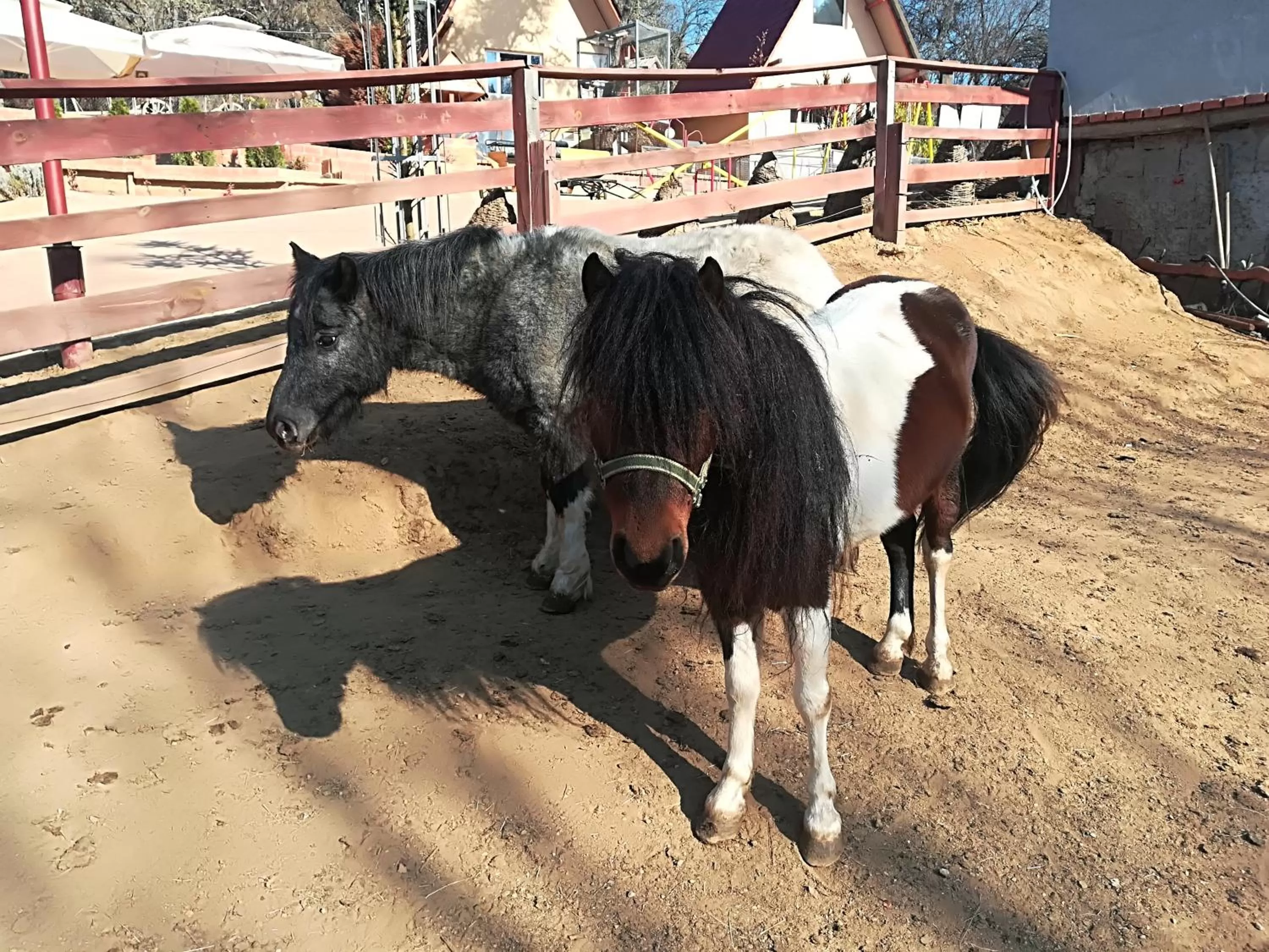 Animals in Etno selo Vile Jefimija, selo Preobrazenje, Vranje