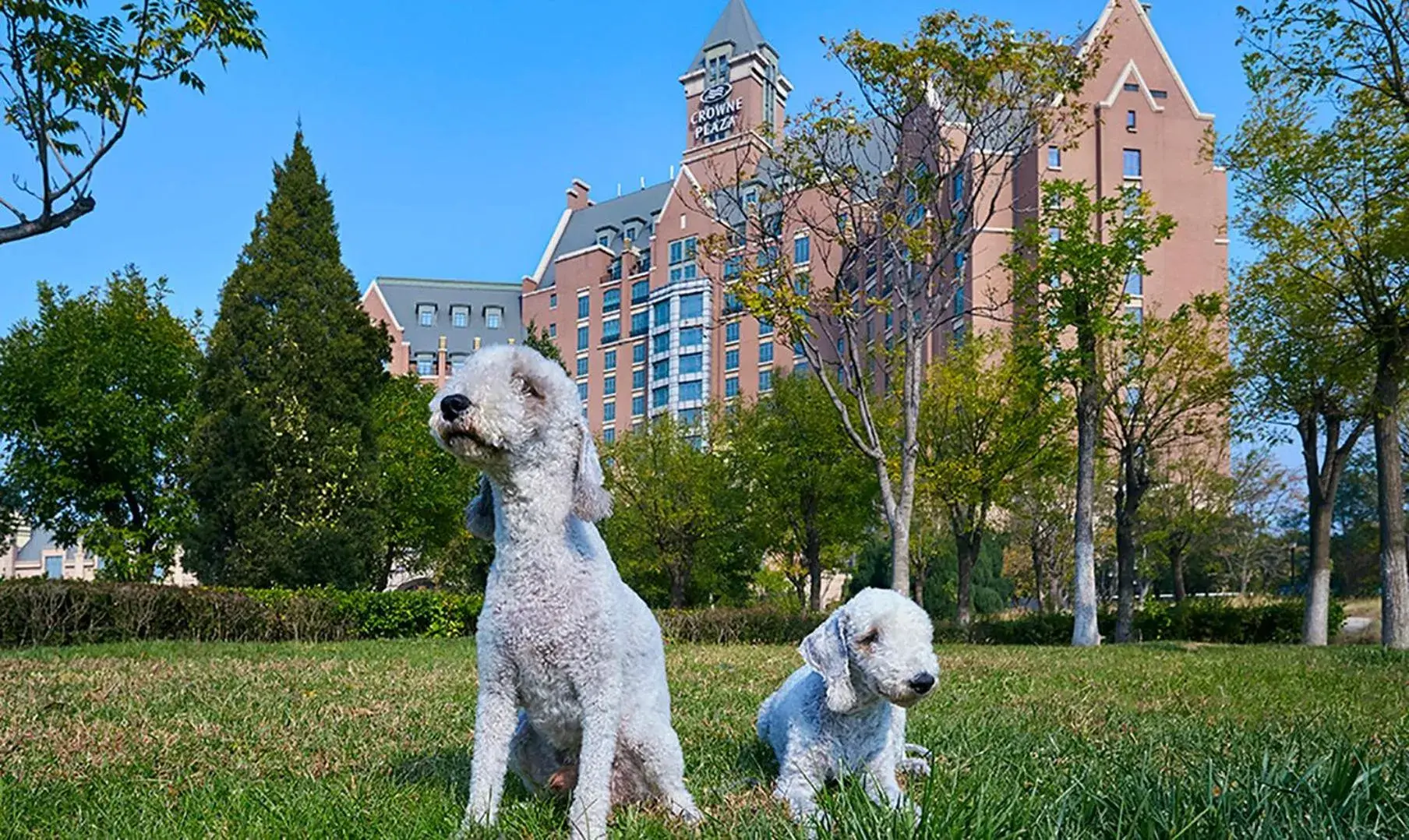 Property building, Pets in Crowne Plaza Tianjin Jinnan, an IHG Hotel