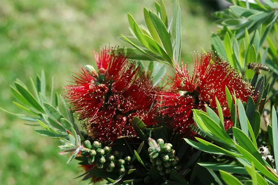 Garden in Gästehaus Pinkepank