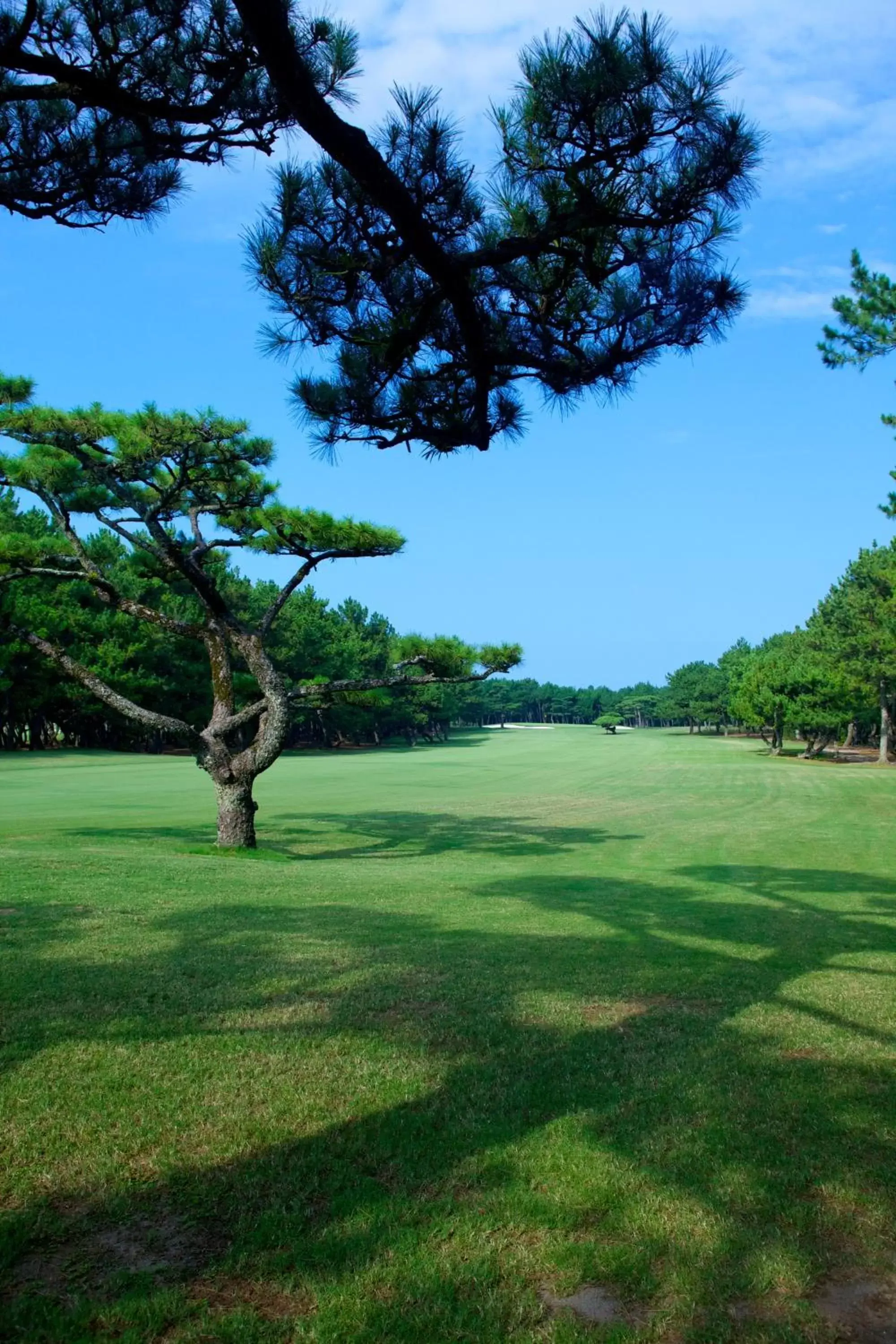 Golfcourse, Garden in Sheraton Grande Ocean Resort