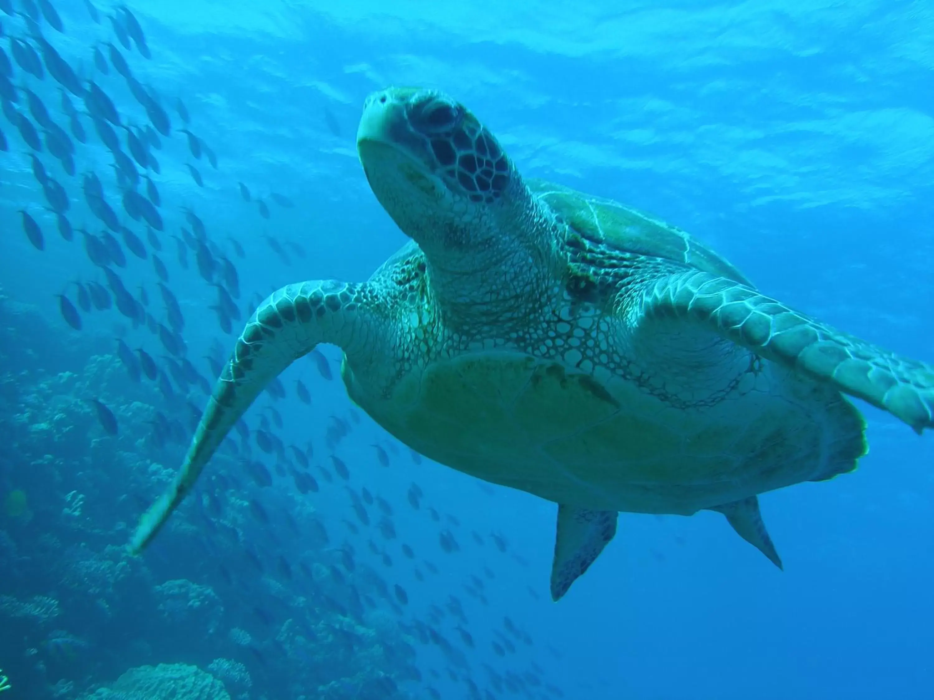 Snorkeling, Other Animals in Coral Sun Beach