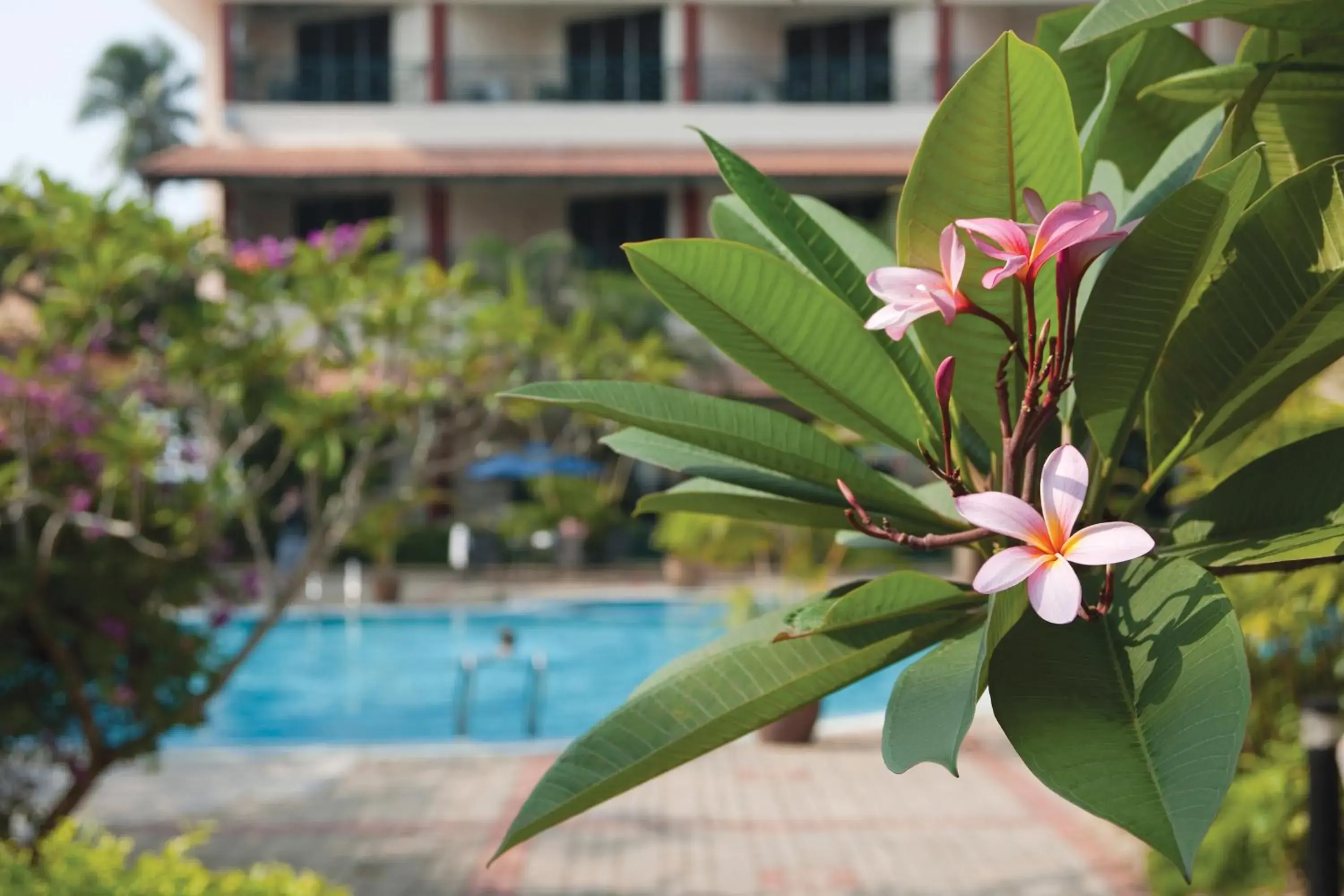 View (from property/room), Swimming Pool in The Qamar Paka Resort