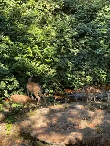 Other Animals in Glen Ellen Inn Secret Cottages