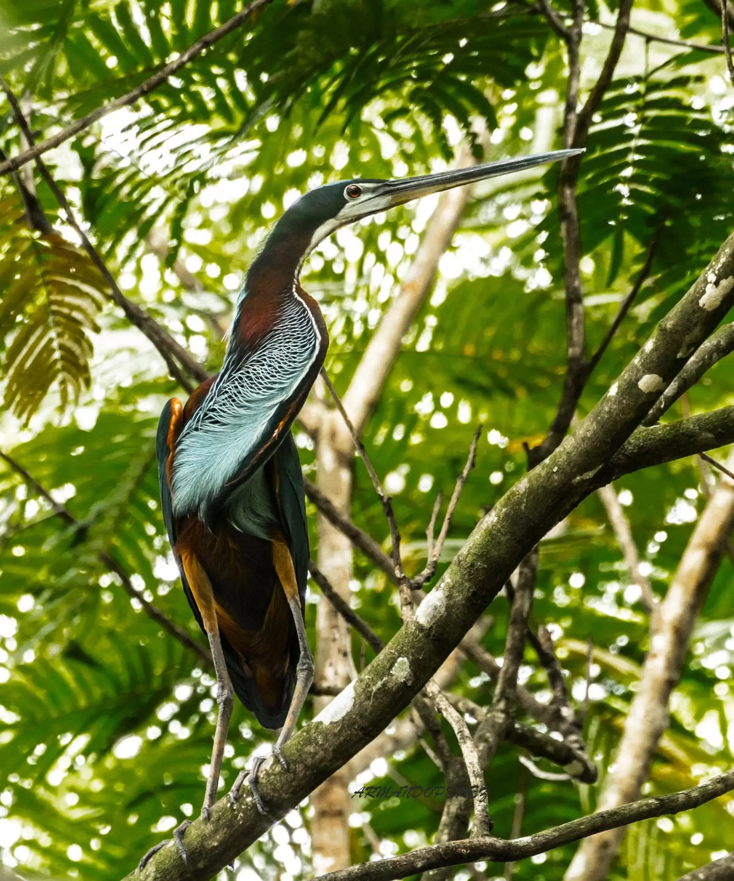 Natural landscape, Other Animals in La Fortuna Lodge by Treebu Hotels