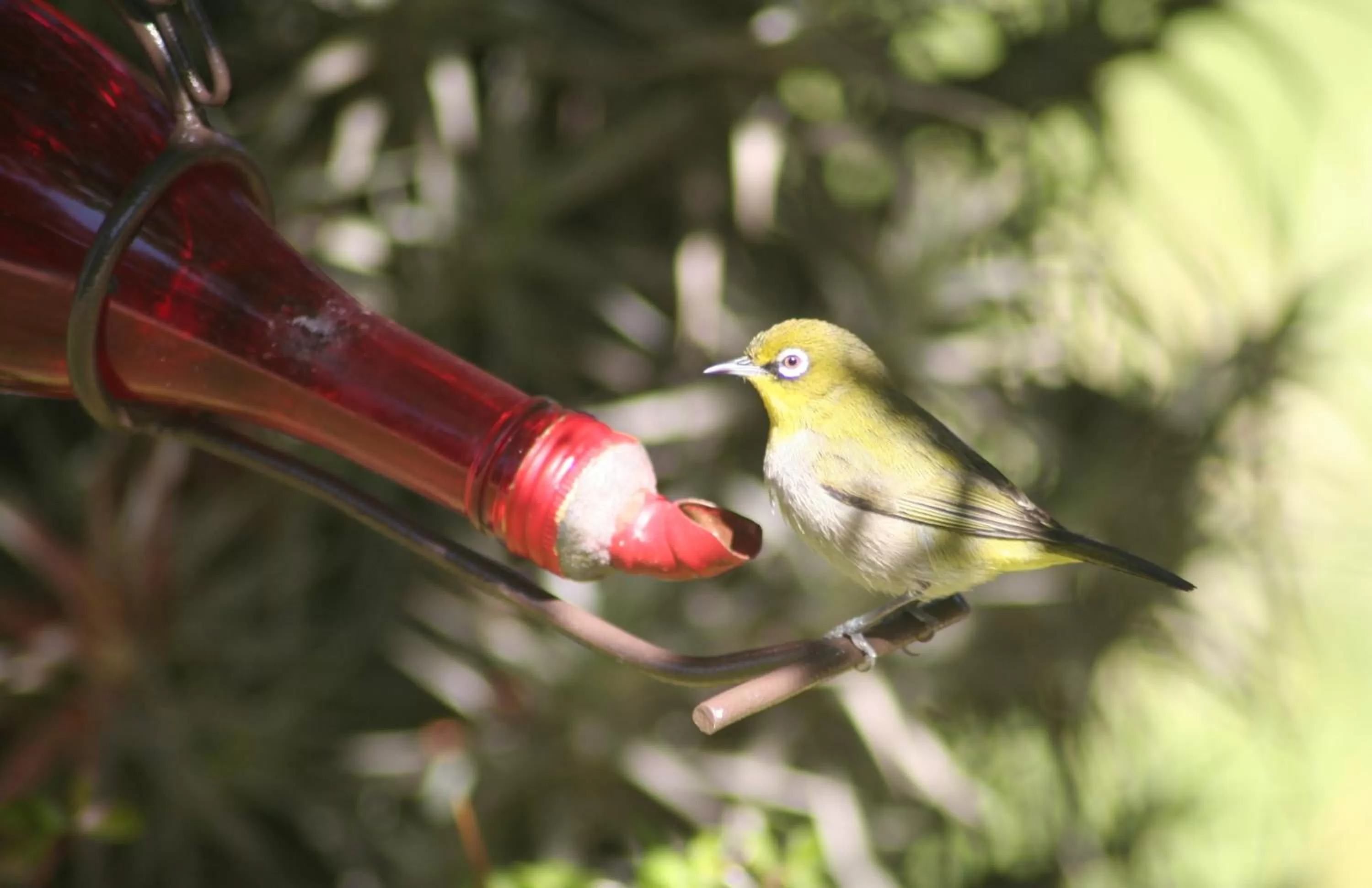 Garden in Raw Karoo Guest House