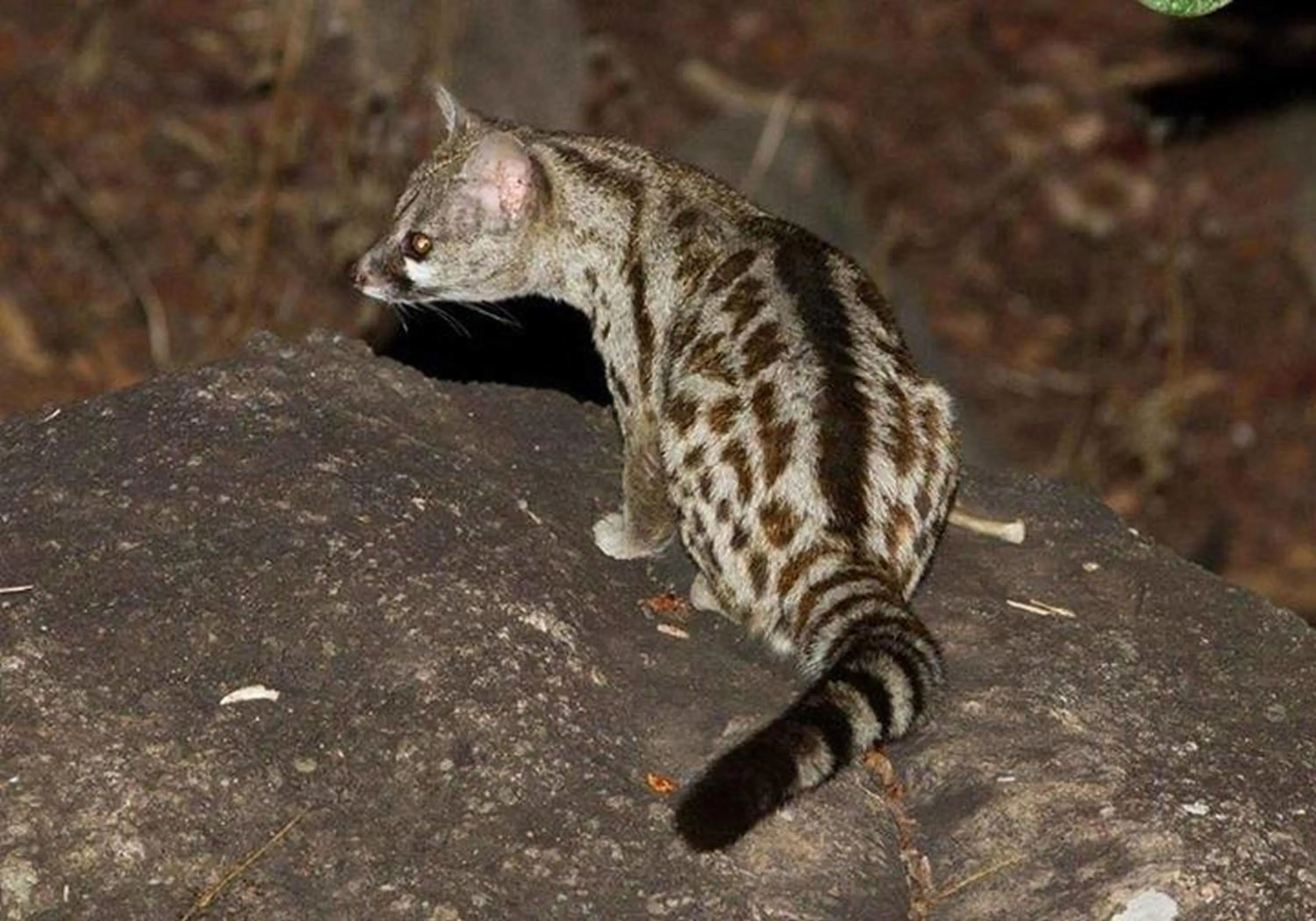 Other in Utopia in Africa Guest Villa