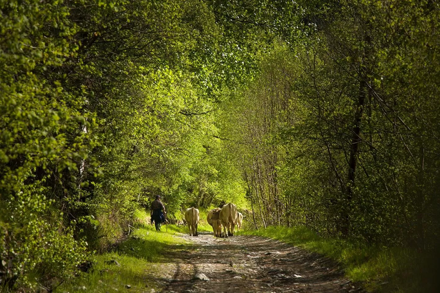 Natural landscape in Hotel Restaurant Les Brases