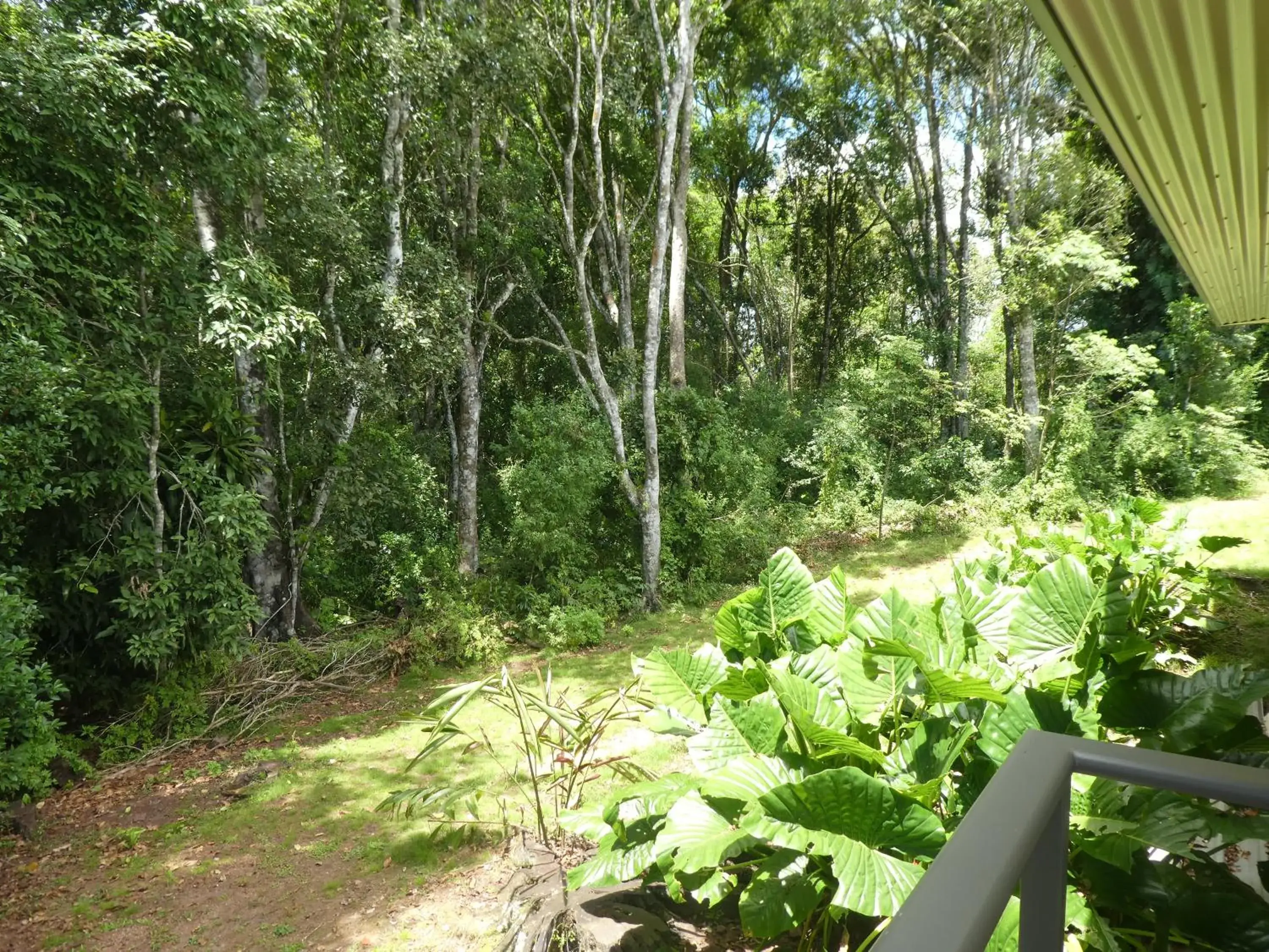 View (from property/room) in The Summit Rainforest Retreat View (from property/room) in The Summit Rainforest Retreat