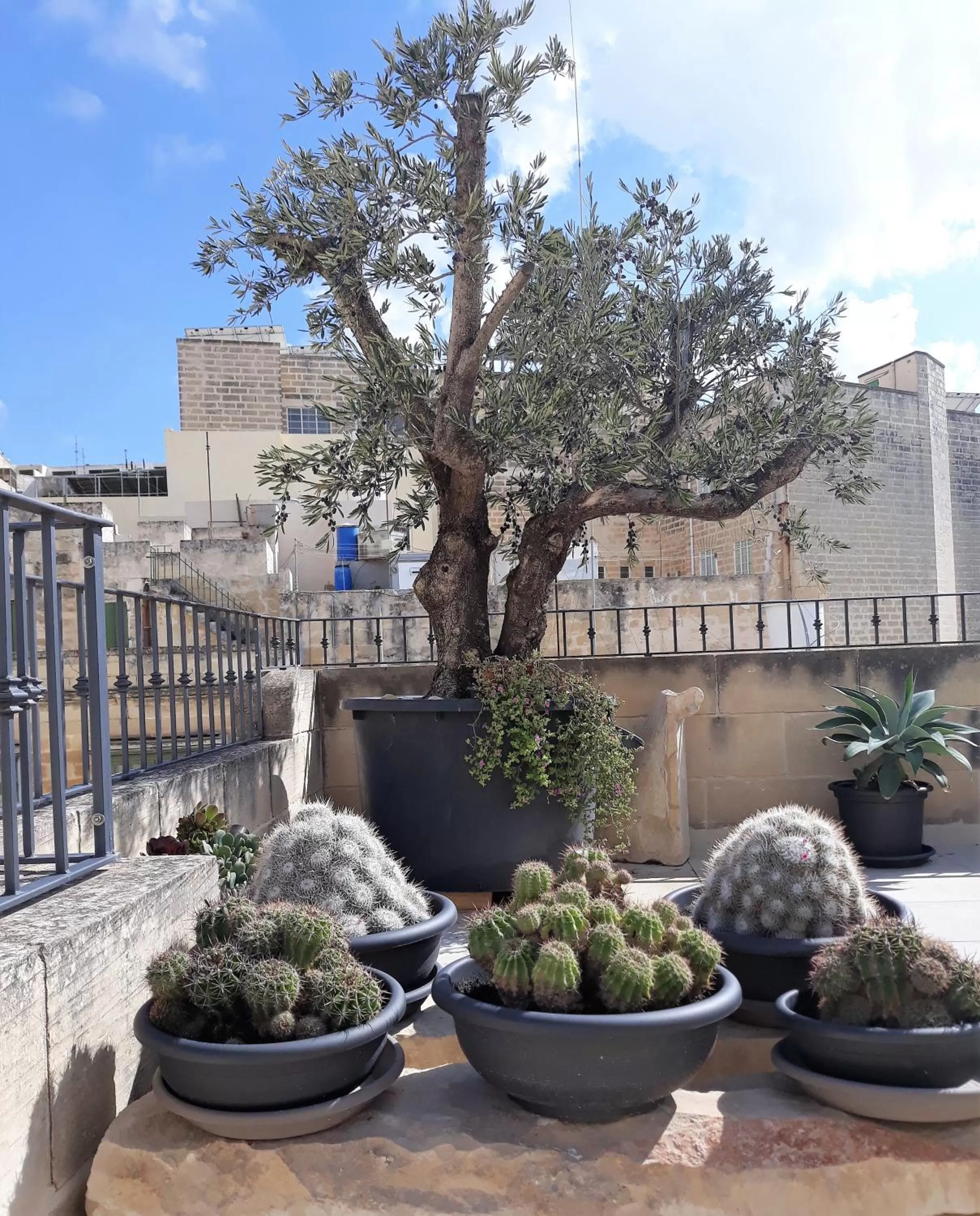 Garden in The 3Cities Auberge