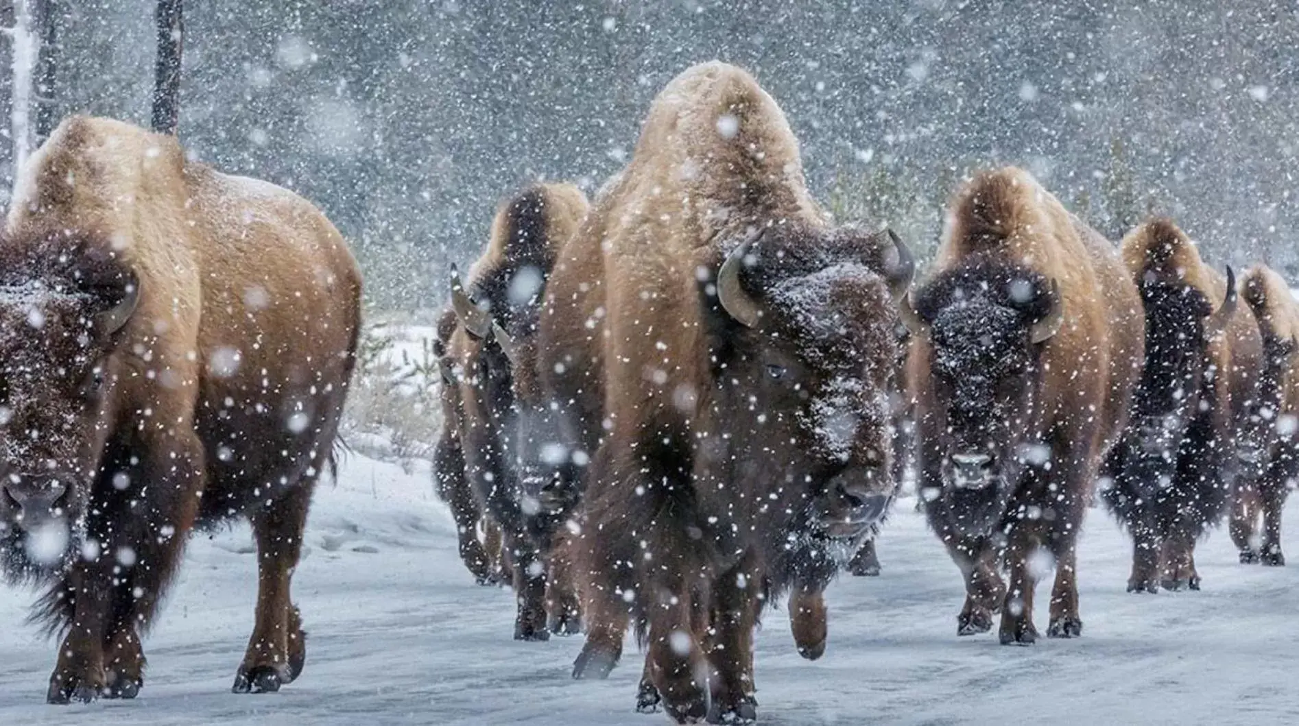 Animals, Winter in Cowboy's Lodge