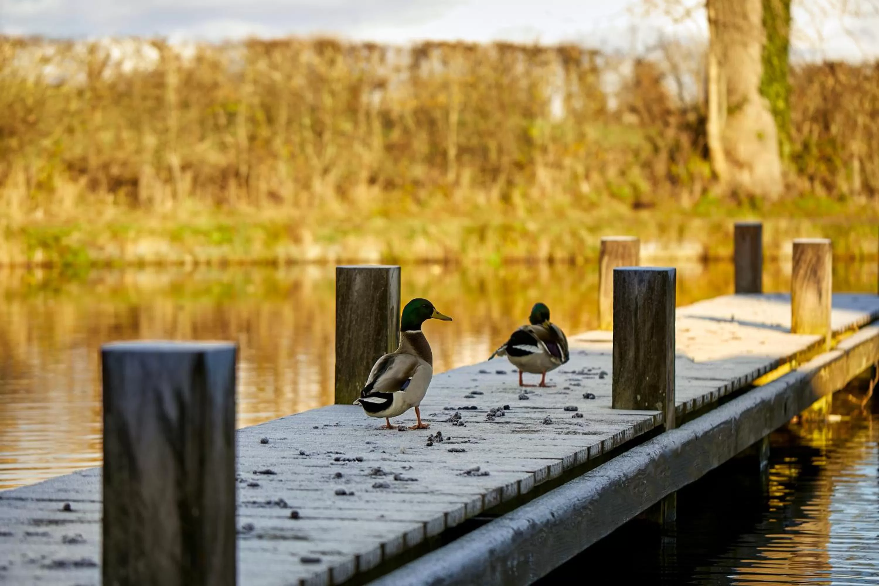 Landmark view in Lion Quays Resort