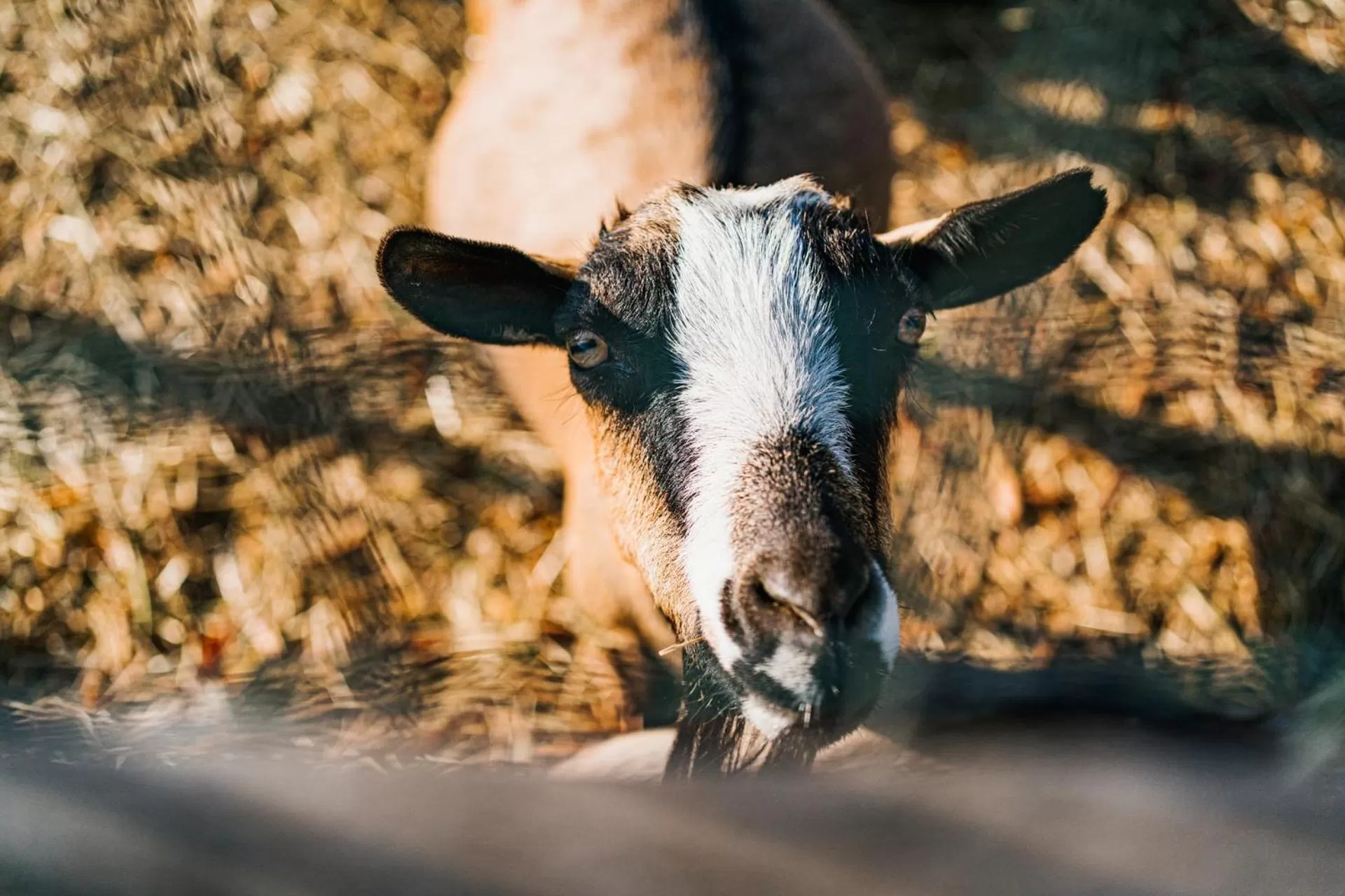 Animals in La Tenuta di Santo Stefano Agri Resort & Spa