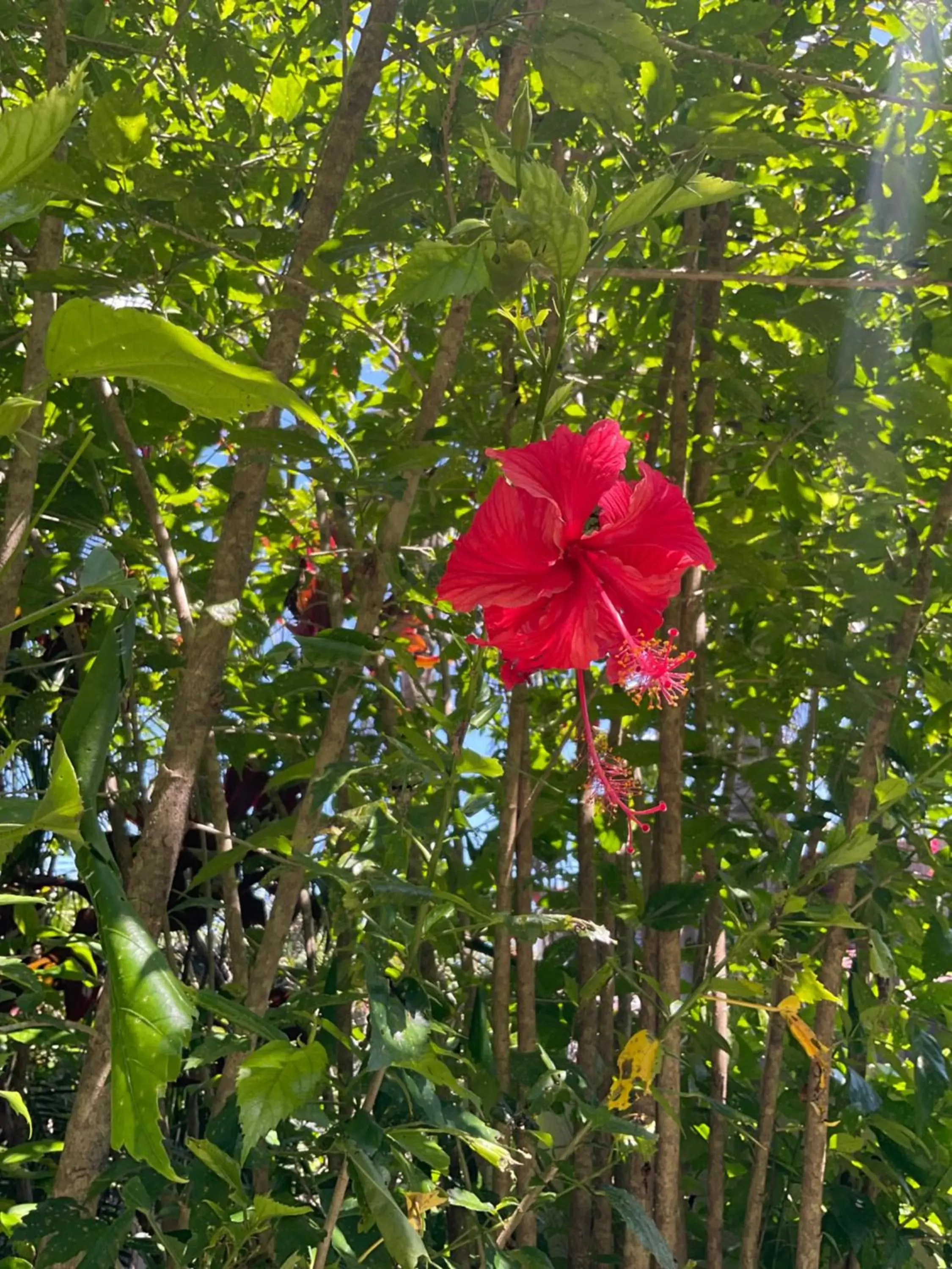 Garden in Private Suite Nautilus Beach Front Resort