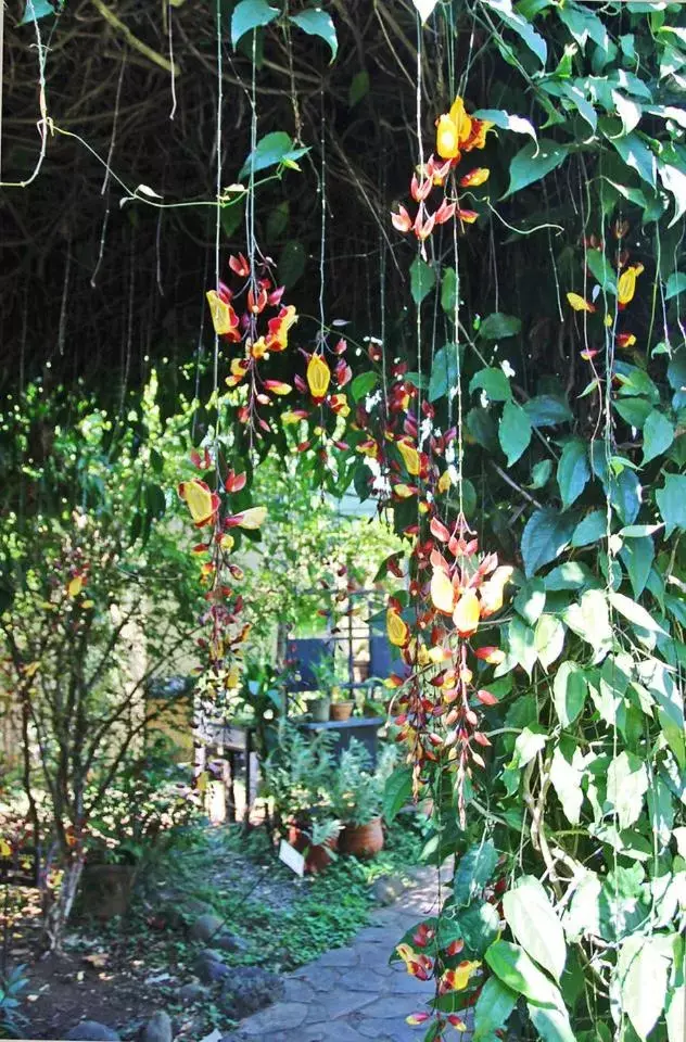 Garden in Pura Vida Hotel