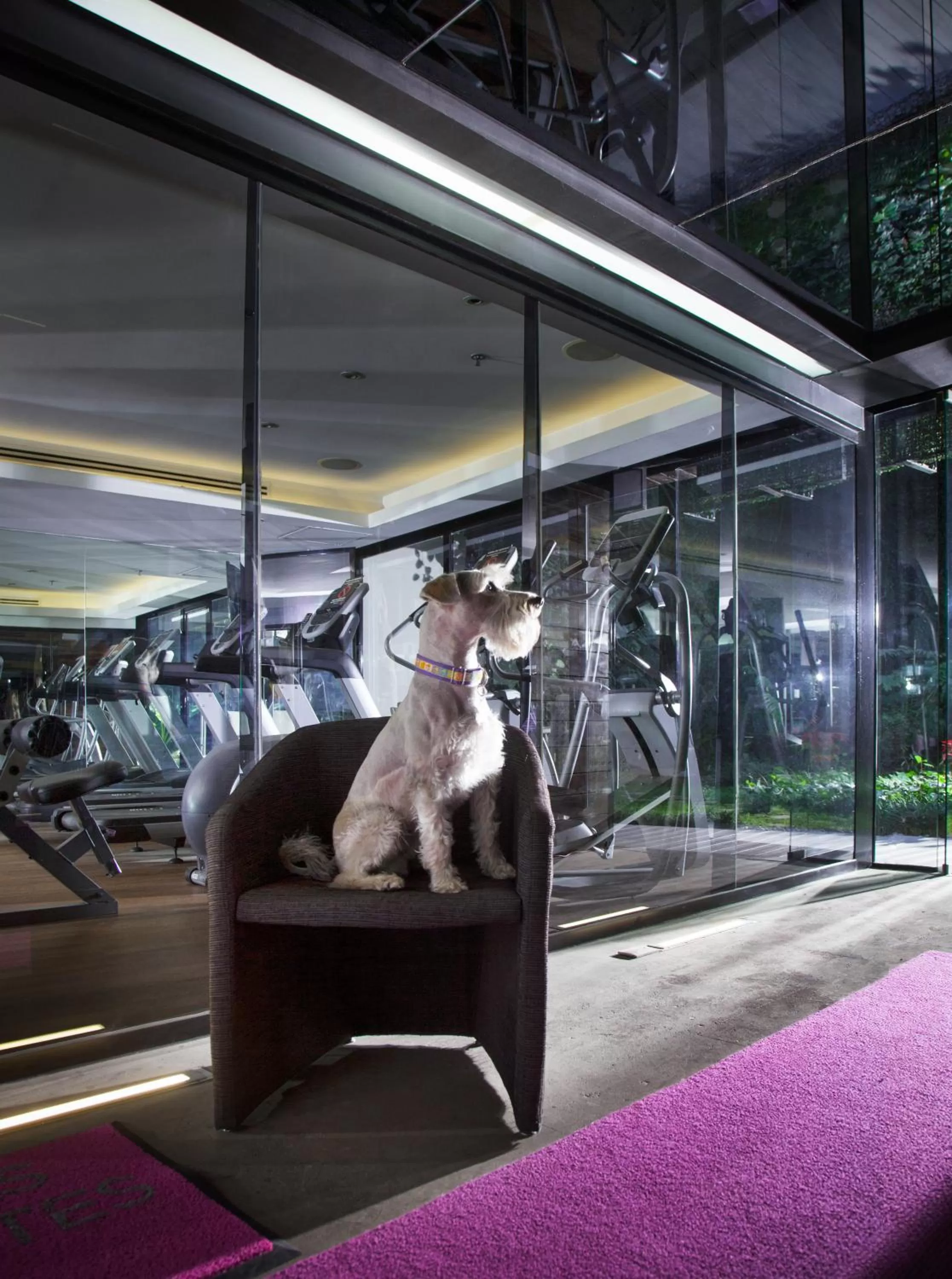 Pets in Las Suites Campos Eliseos