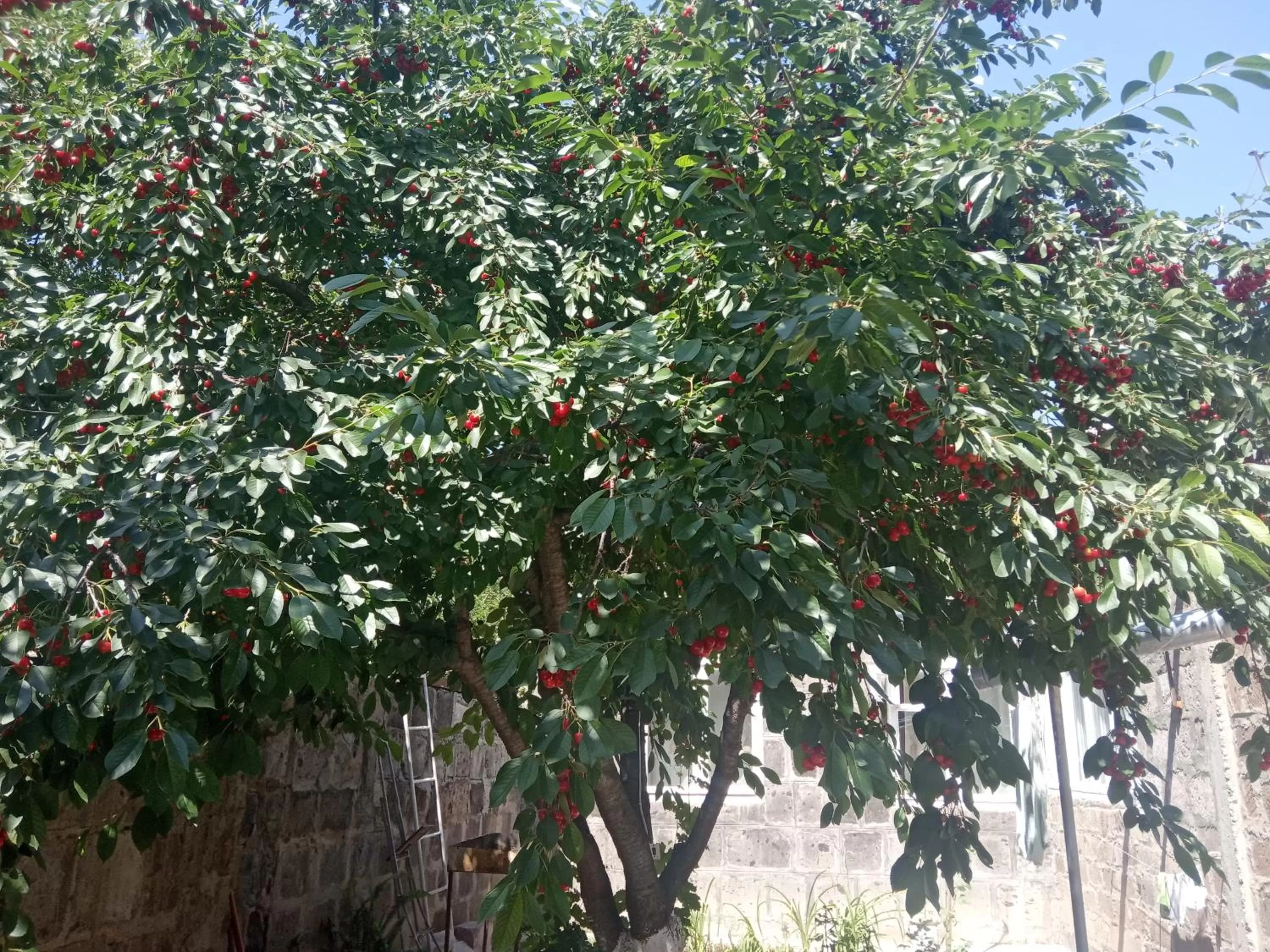 Garden in Guest House David's B&B