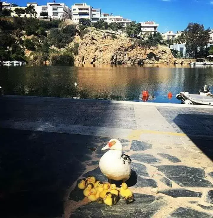 Swimming Pool in Naiades Marina Hotel