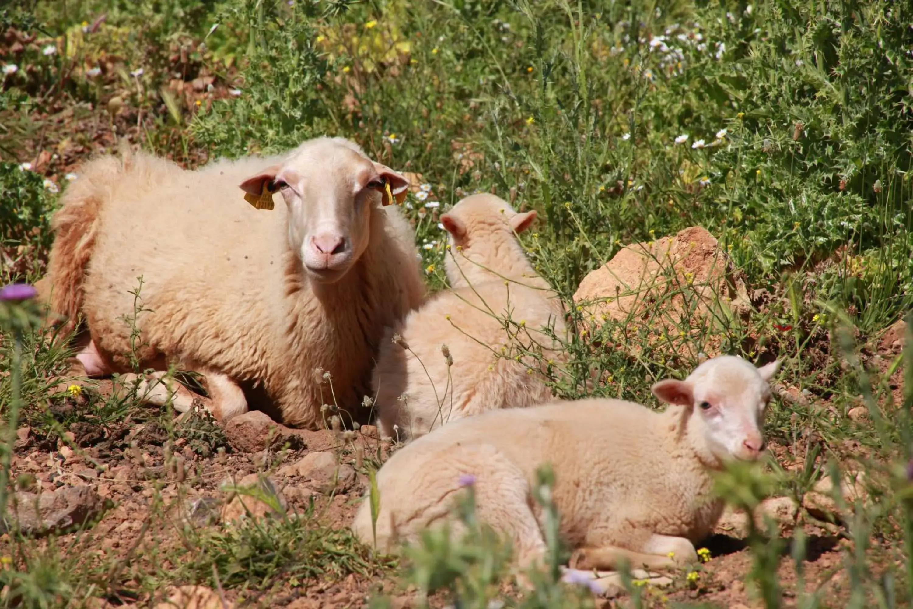 Pets, Other Animals in Agroturismo Son Siurana