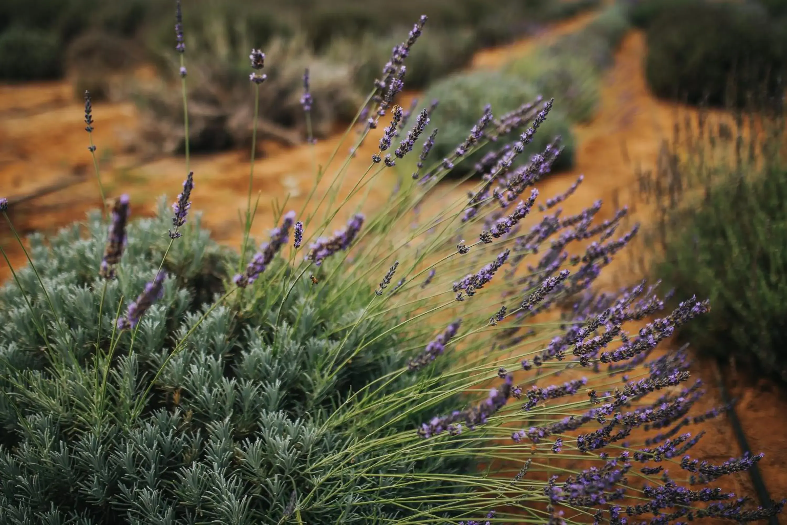 Garden, Other Animals in Rancho el Parral