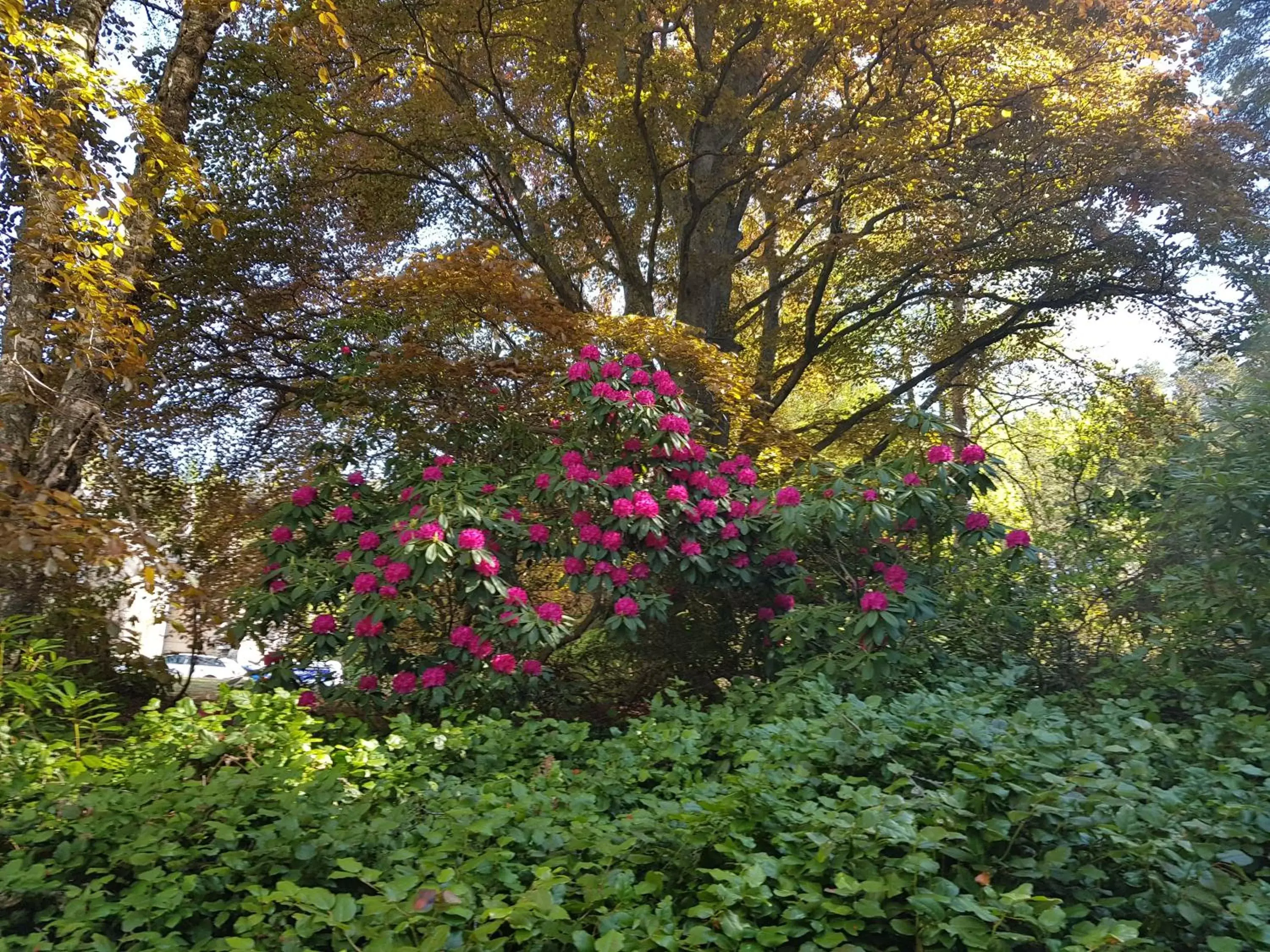 Garden in Cambus O' May Hotel