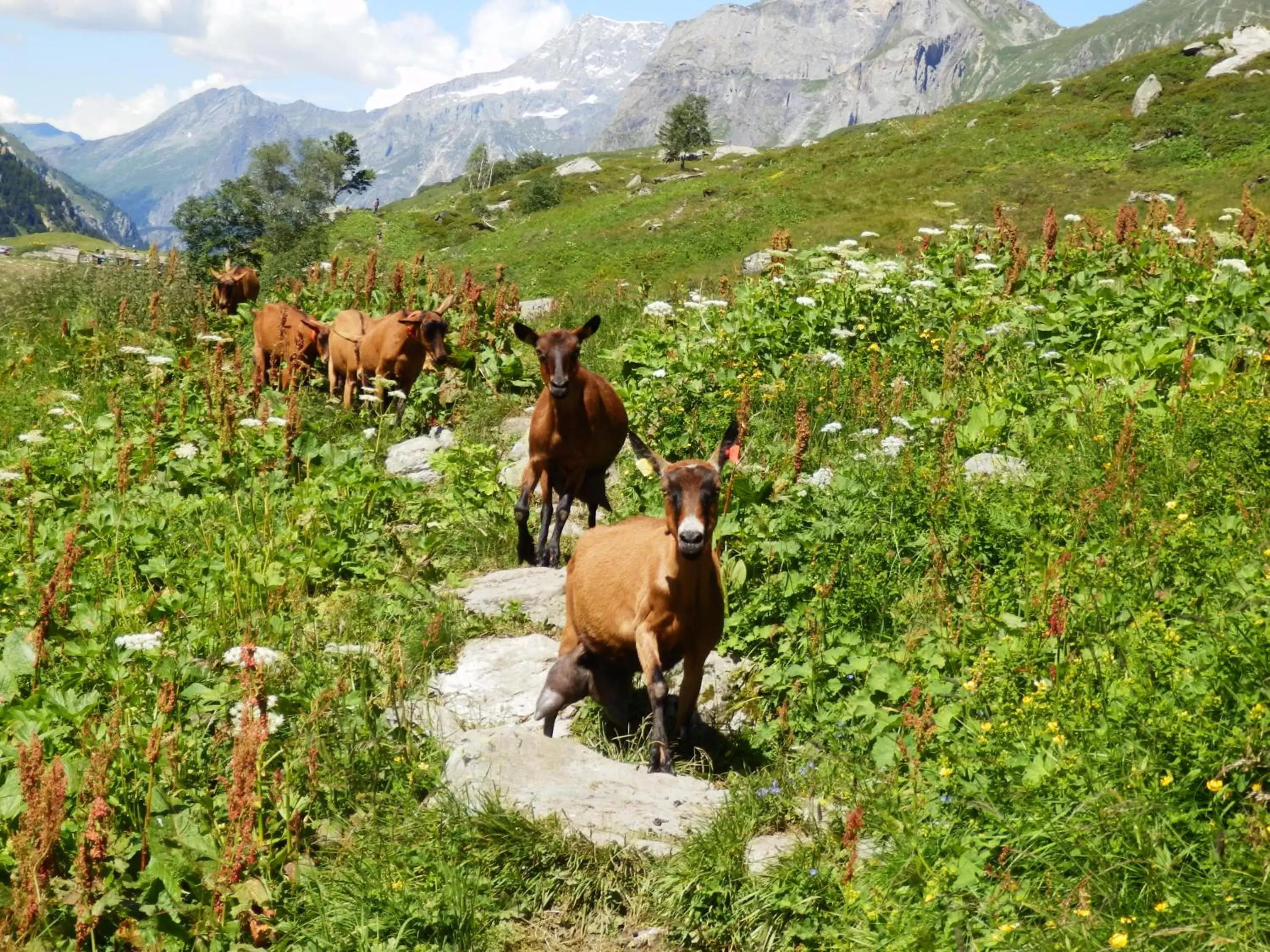 Pets, Other Animals in Les Afforêts