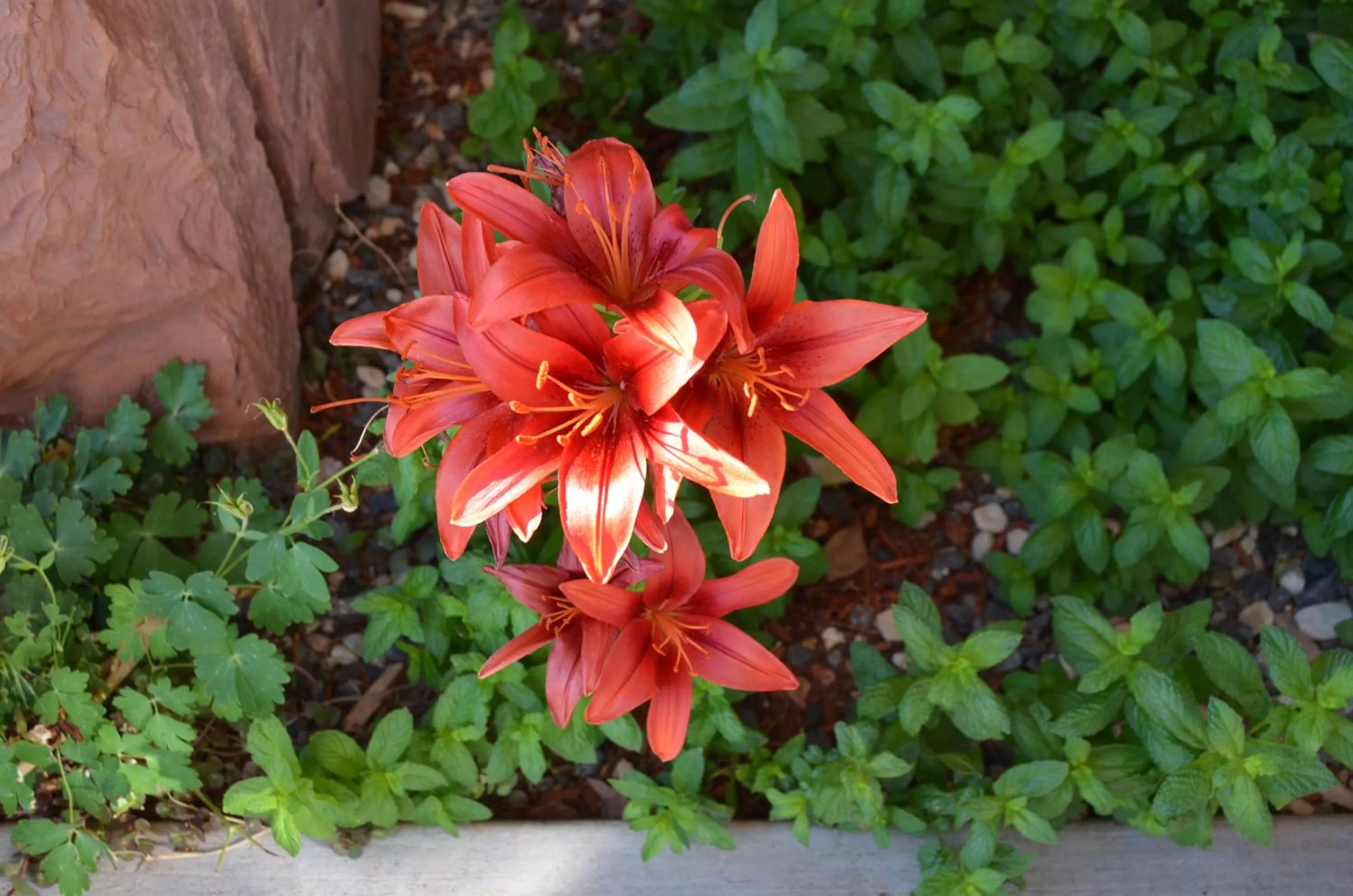 Garden in The Noor Hotel