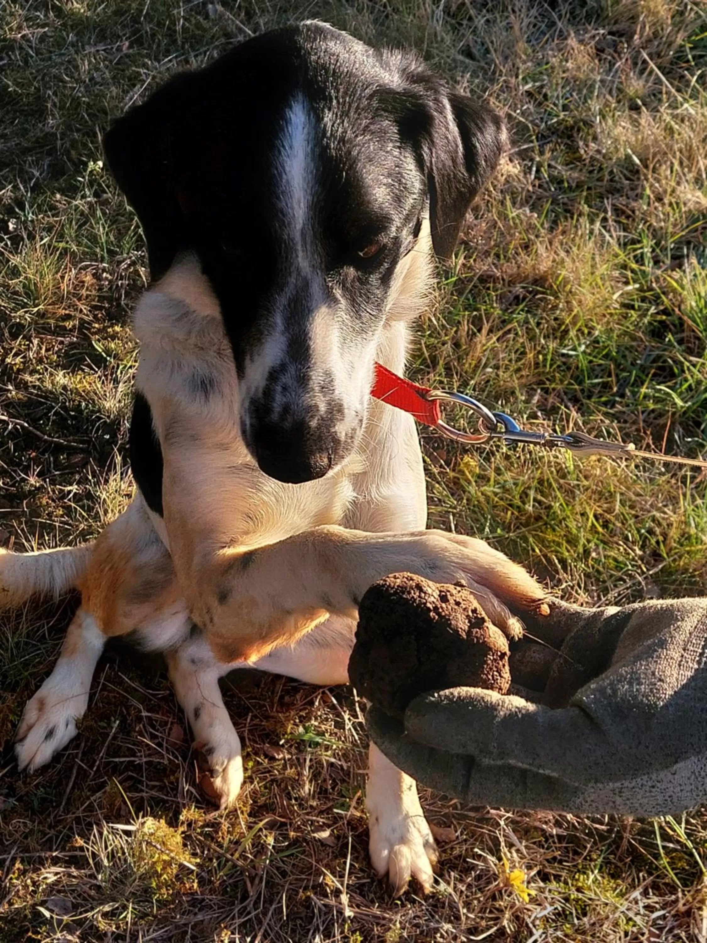 Animals in Ferme des Petites Oreilles 4 étoiles