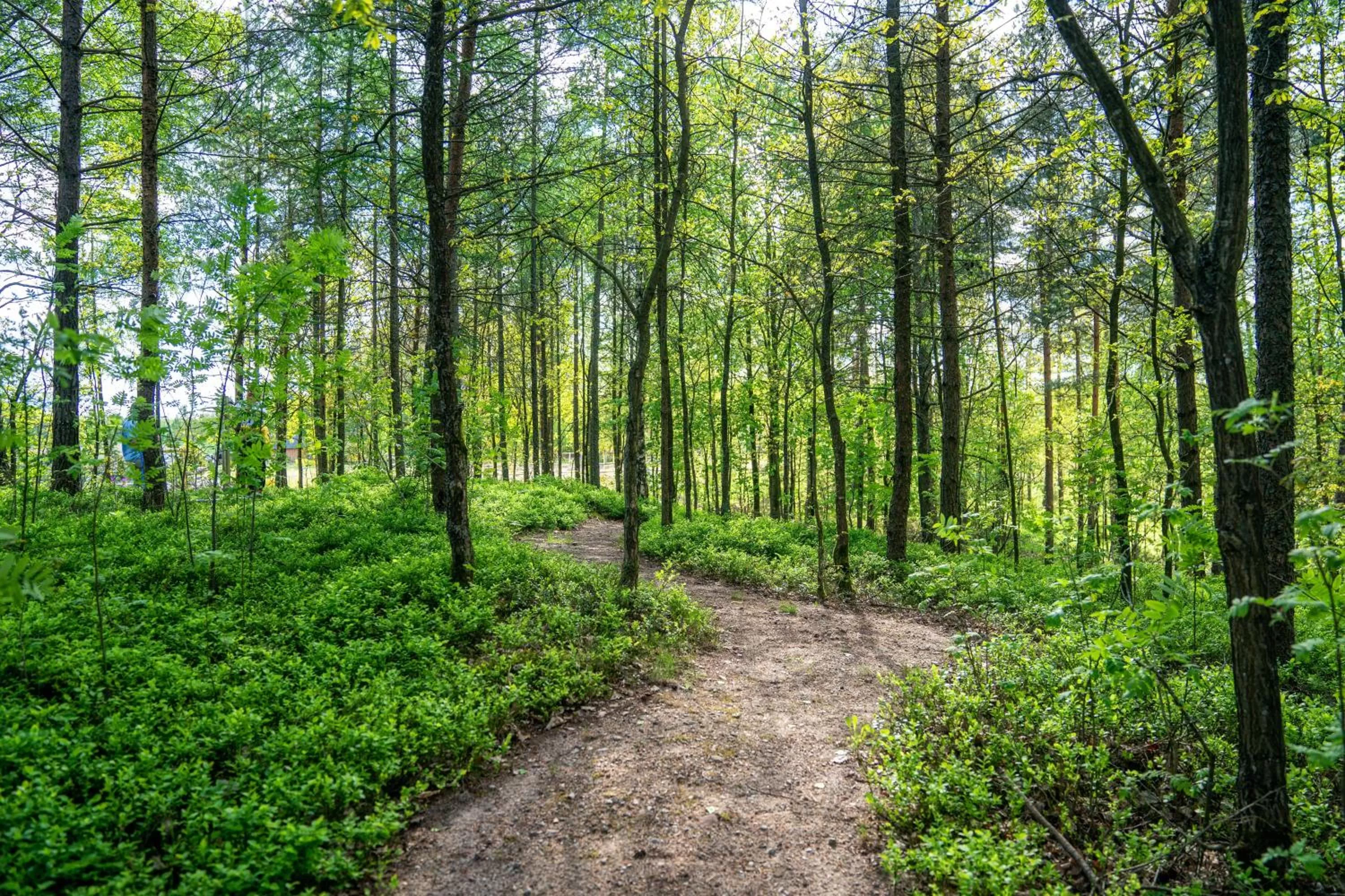Garden view in Hotel Kiston