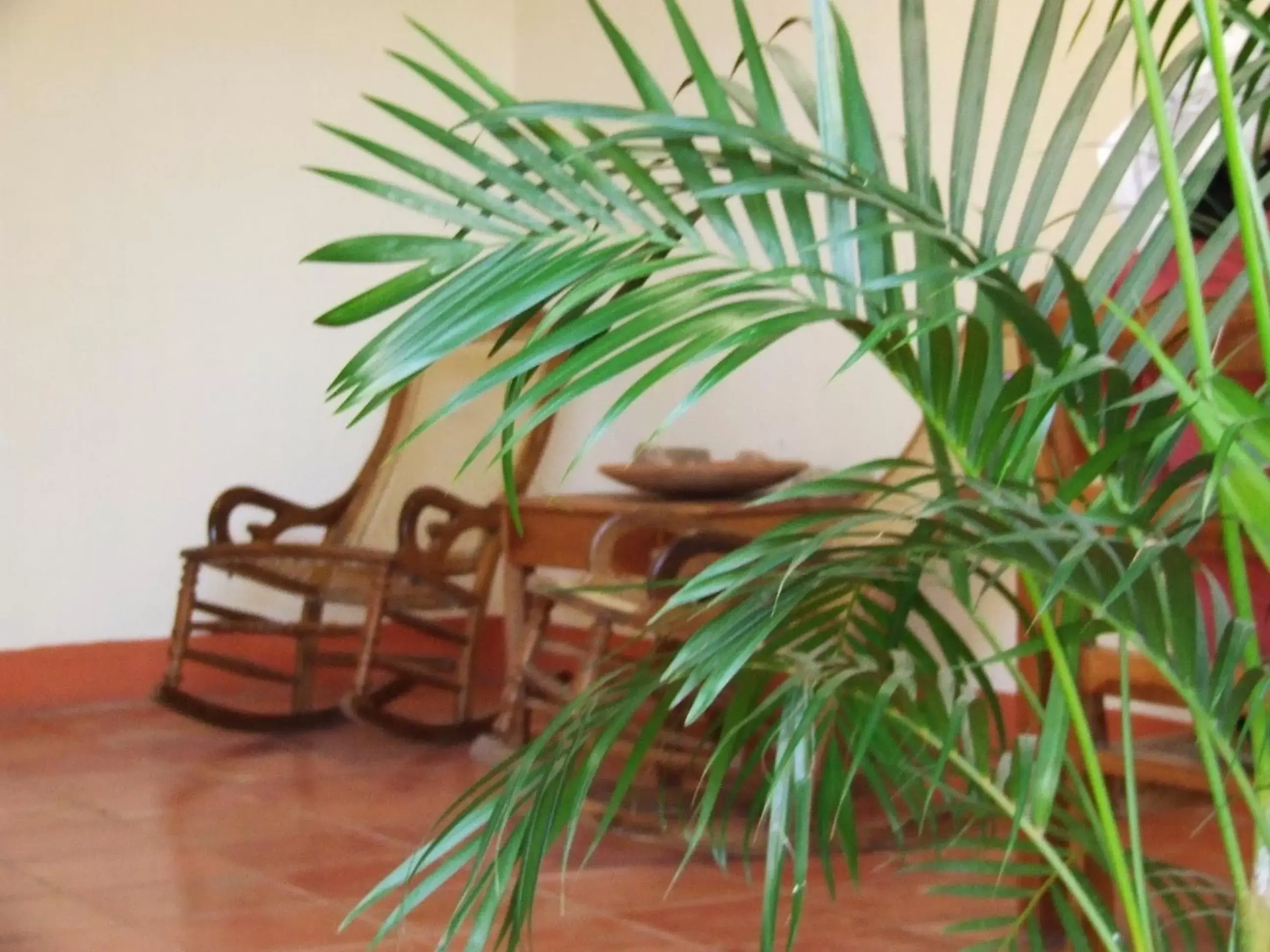 Garden in Hotel Casa Barcelona