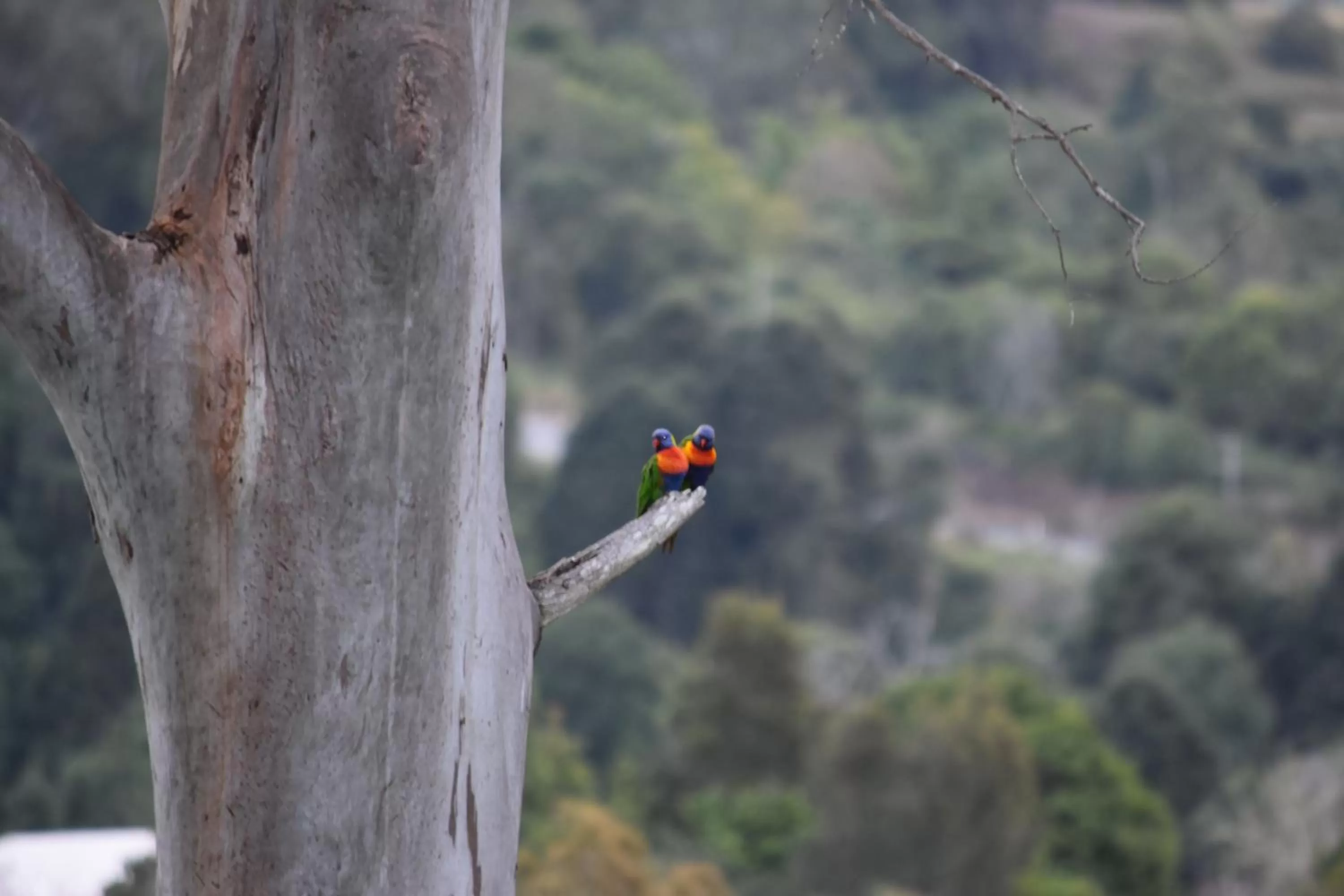 Animals in Mapleton Springs