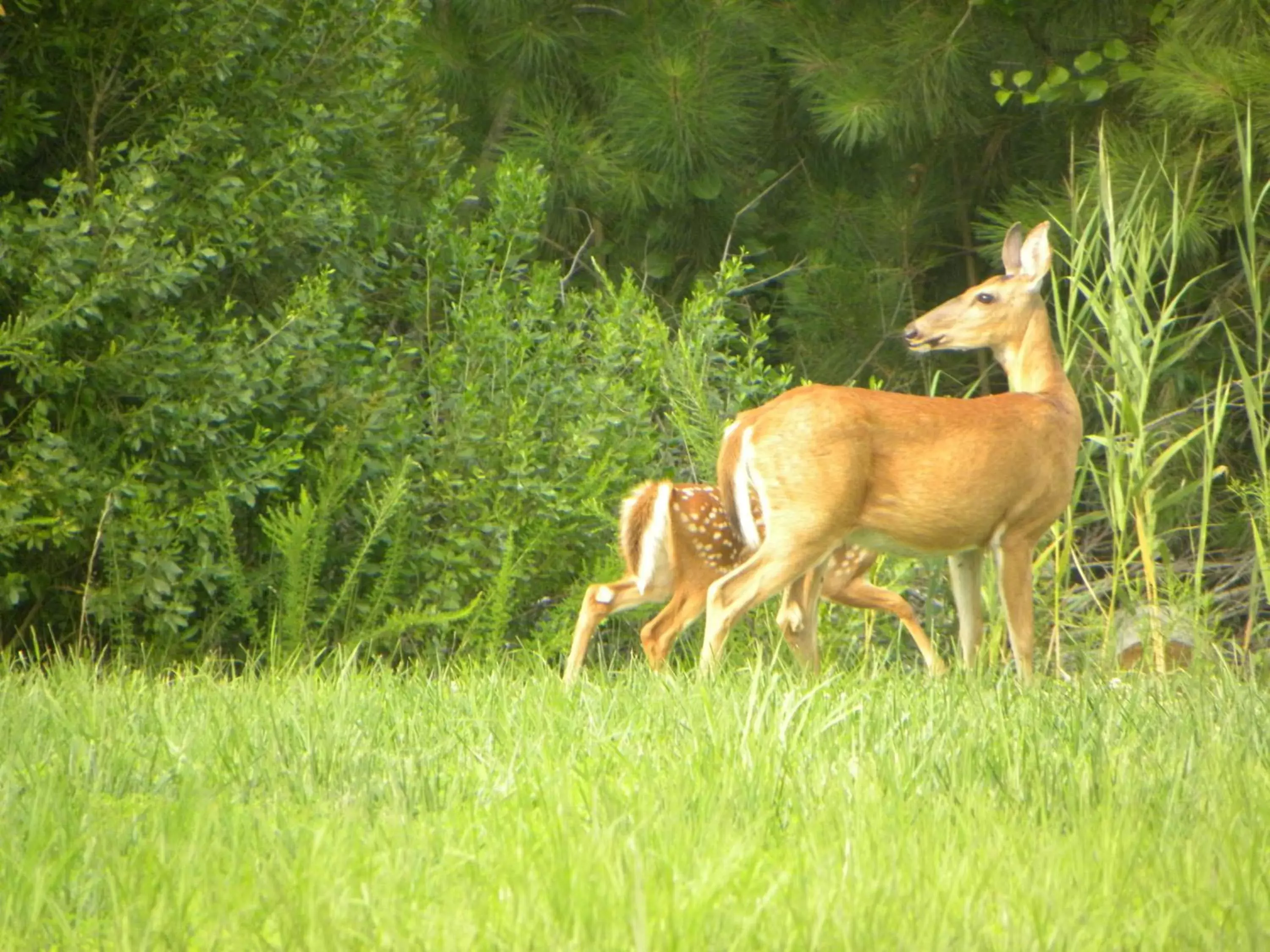 Animals, Other Animals in Chincoteague Inn