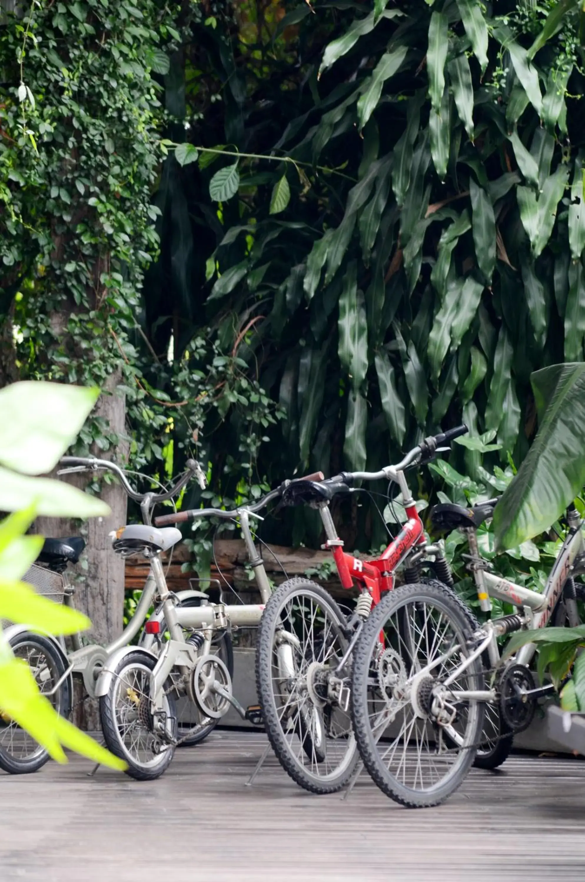 Cycling, Biking in Kireethara Boutique Resort