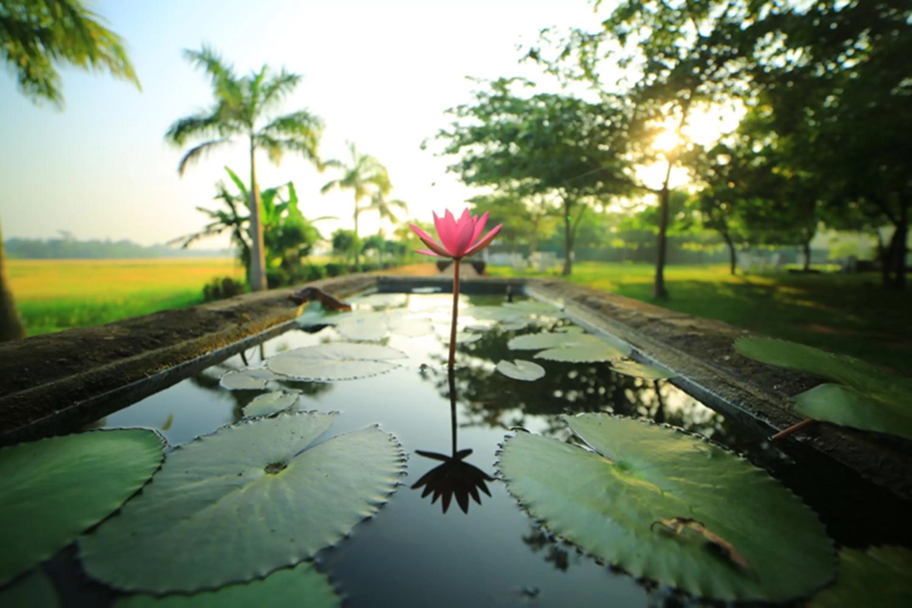 Garden in Ruins Chaaya Hotel