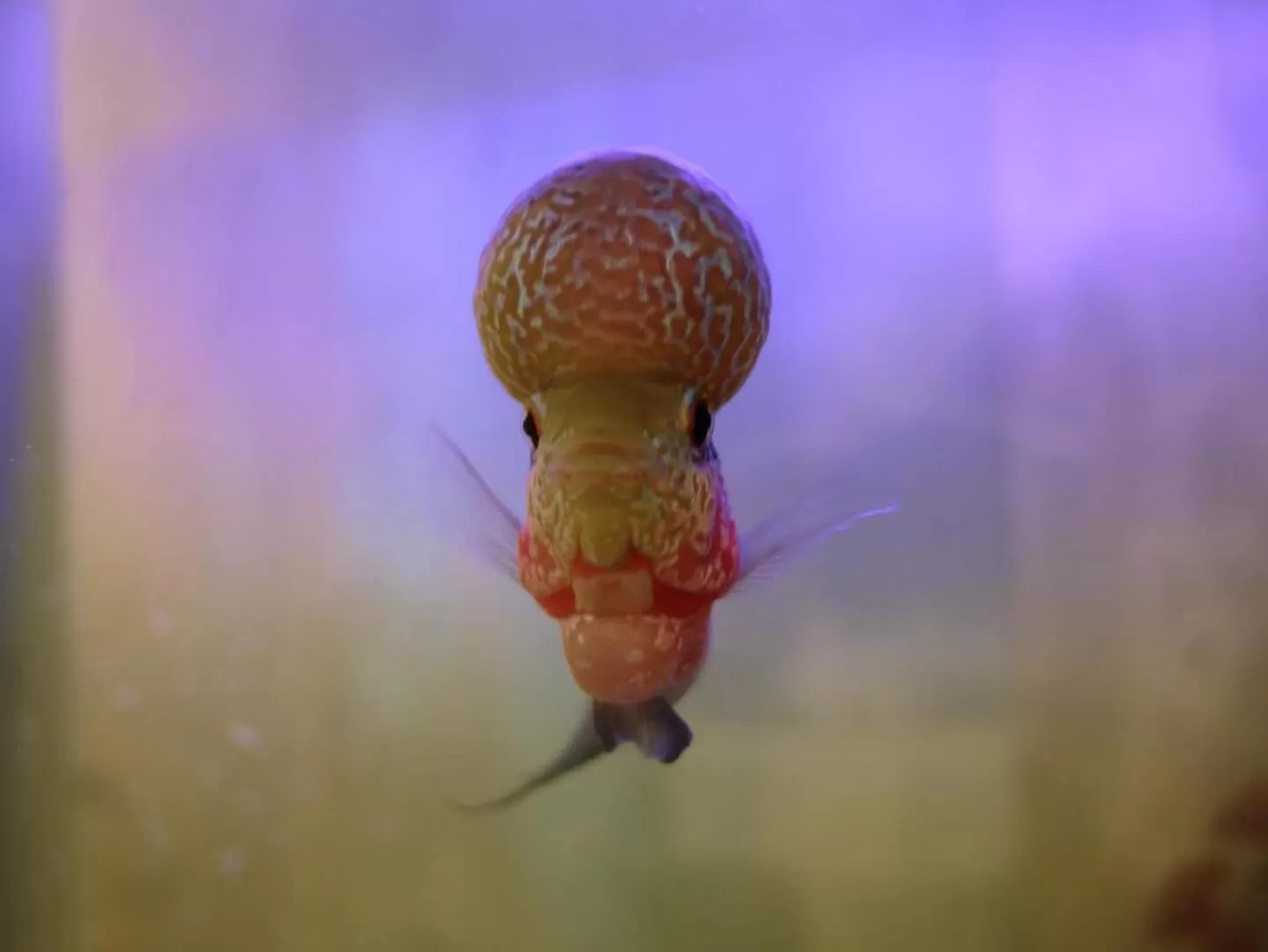 Animals in DreamCatchers Home