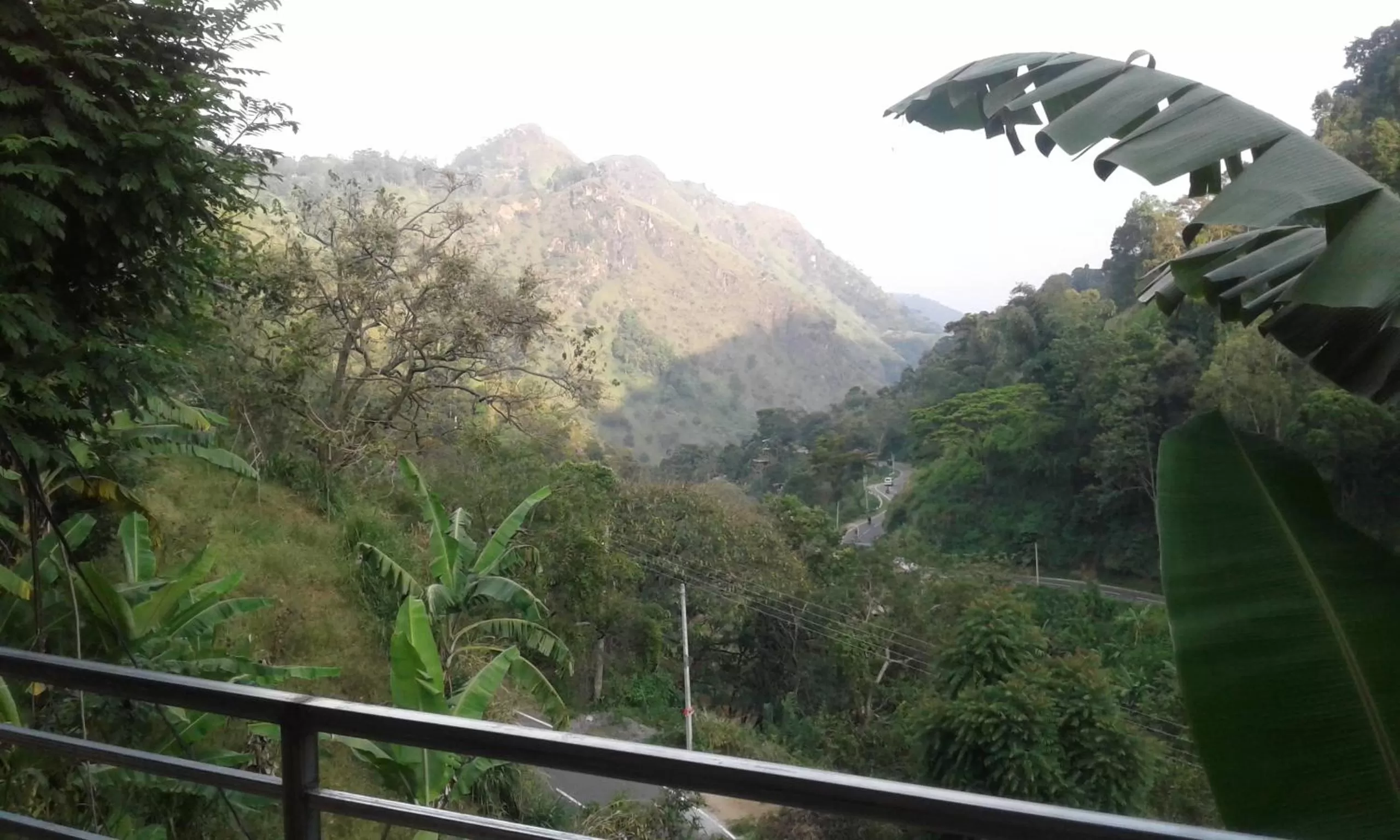 Ella Lucky Panoramic